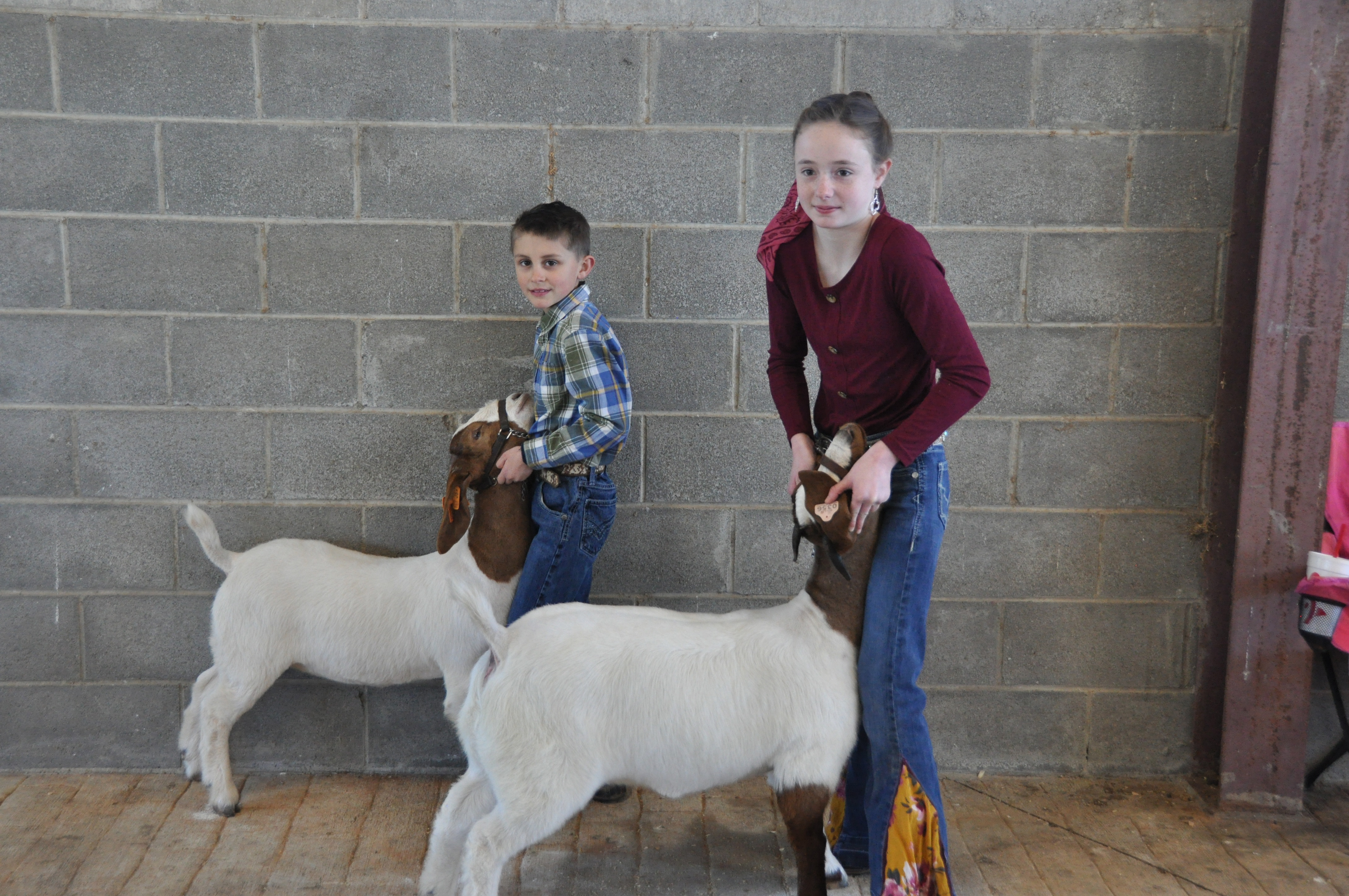 Kade Ruff (left), 7, and Kylie Ruff, 10, display their two goats, Reba and Kippy, in the backstage barn of the annual 4-H/FFA Winter Livestock  Show on Saturday. Students showcased dairy heifers, sheep, beef cattle, goats and pigs that they raised. (Elena Westbury/The Ogelthorpe Echo) 