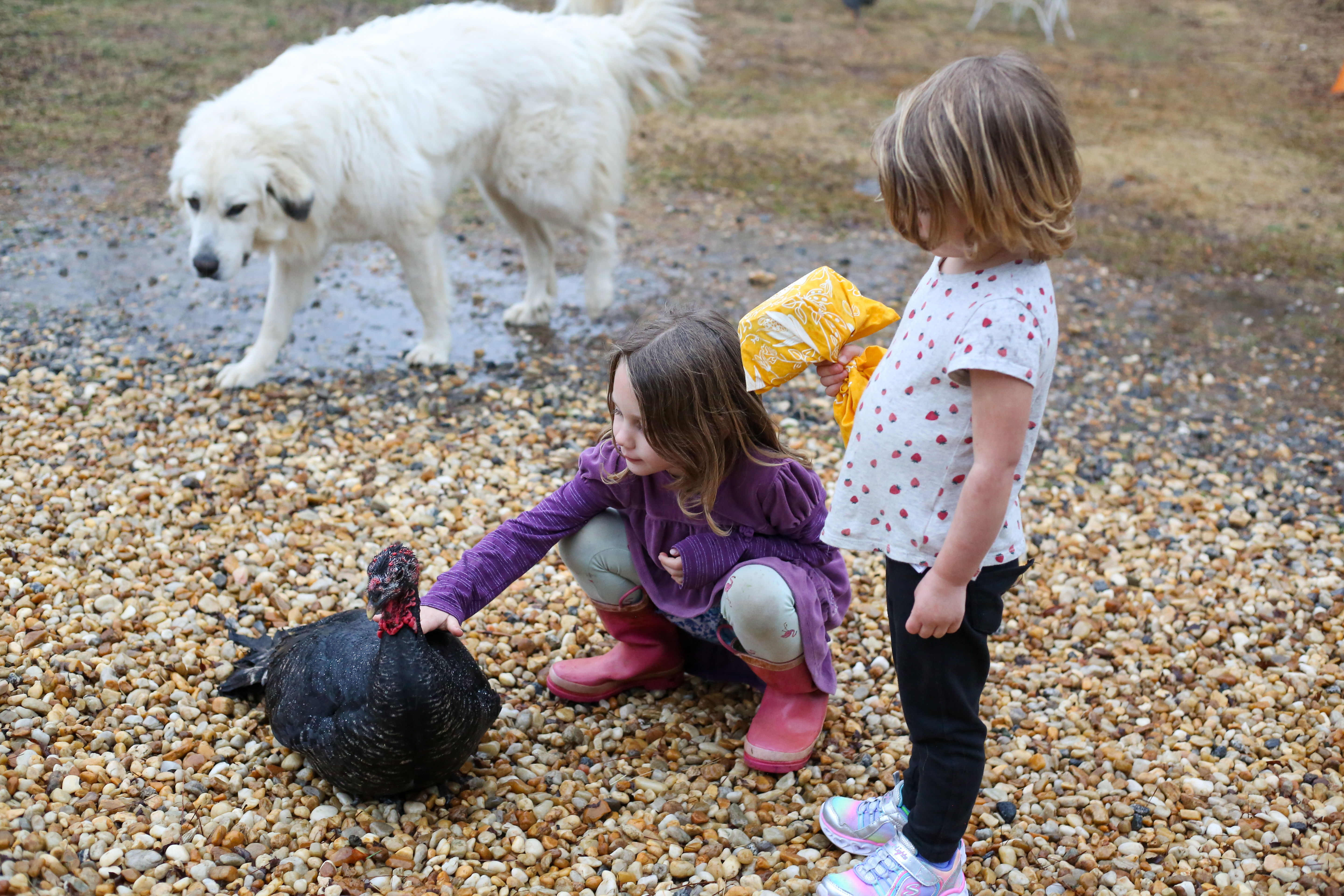 Elise Phillips, left, and Savannah Phillips, right, fawn over Rose, their favorite turkey at Buffalo Creek Berry Farms. The farm features a variety of birds, including turkeys, chickens and guinea fowl. (Aly Hertzog/The Oglethorpe Echo)