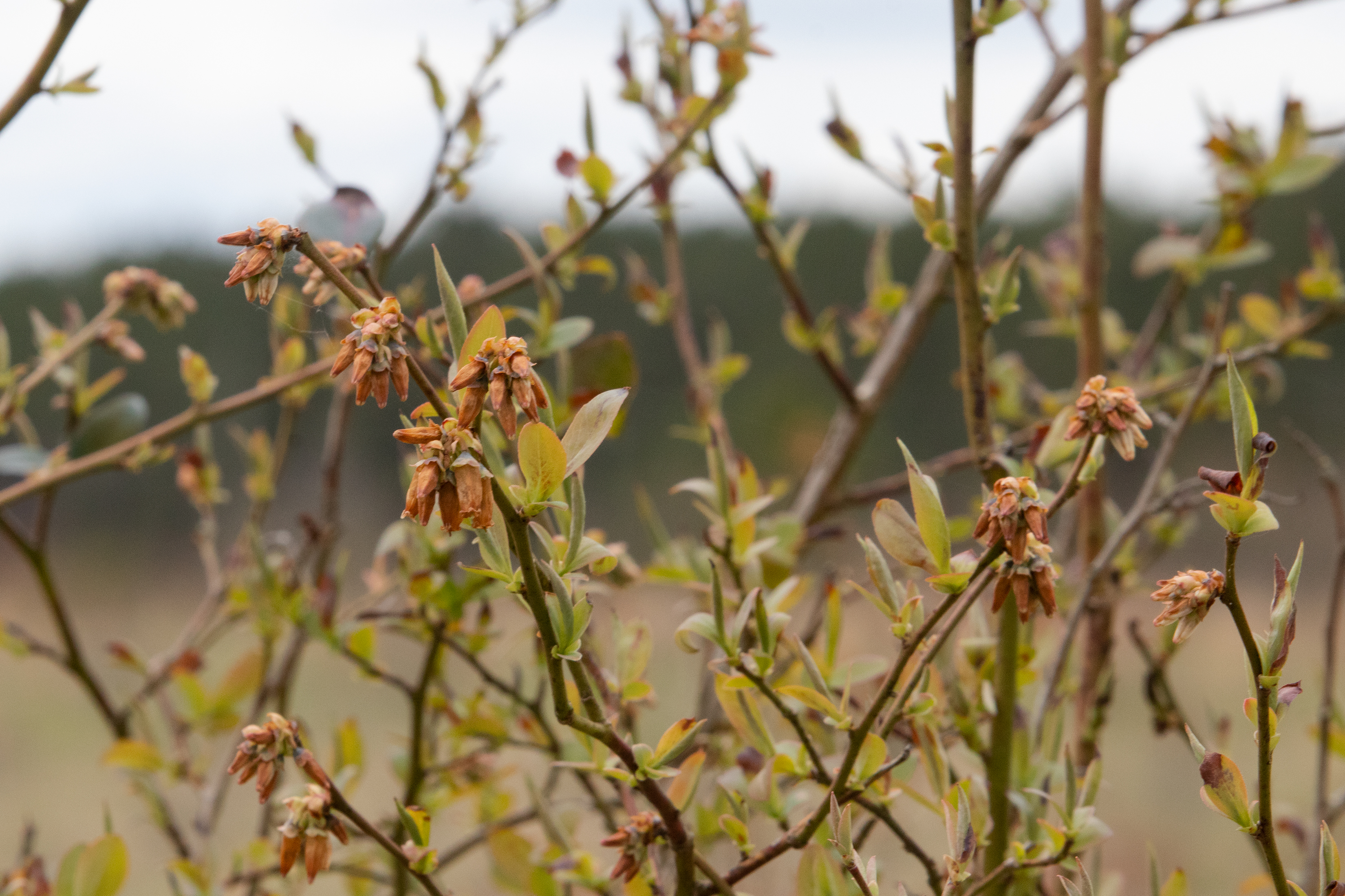 Most of the blooms on the blueberry plants at Buffalo Creek Berry Farm didn’t survive the freezing temperatures last weekend. (Julia Walkup/The Oglethorpe Echo)