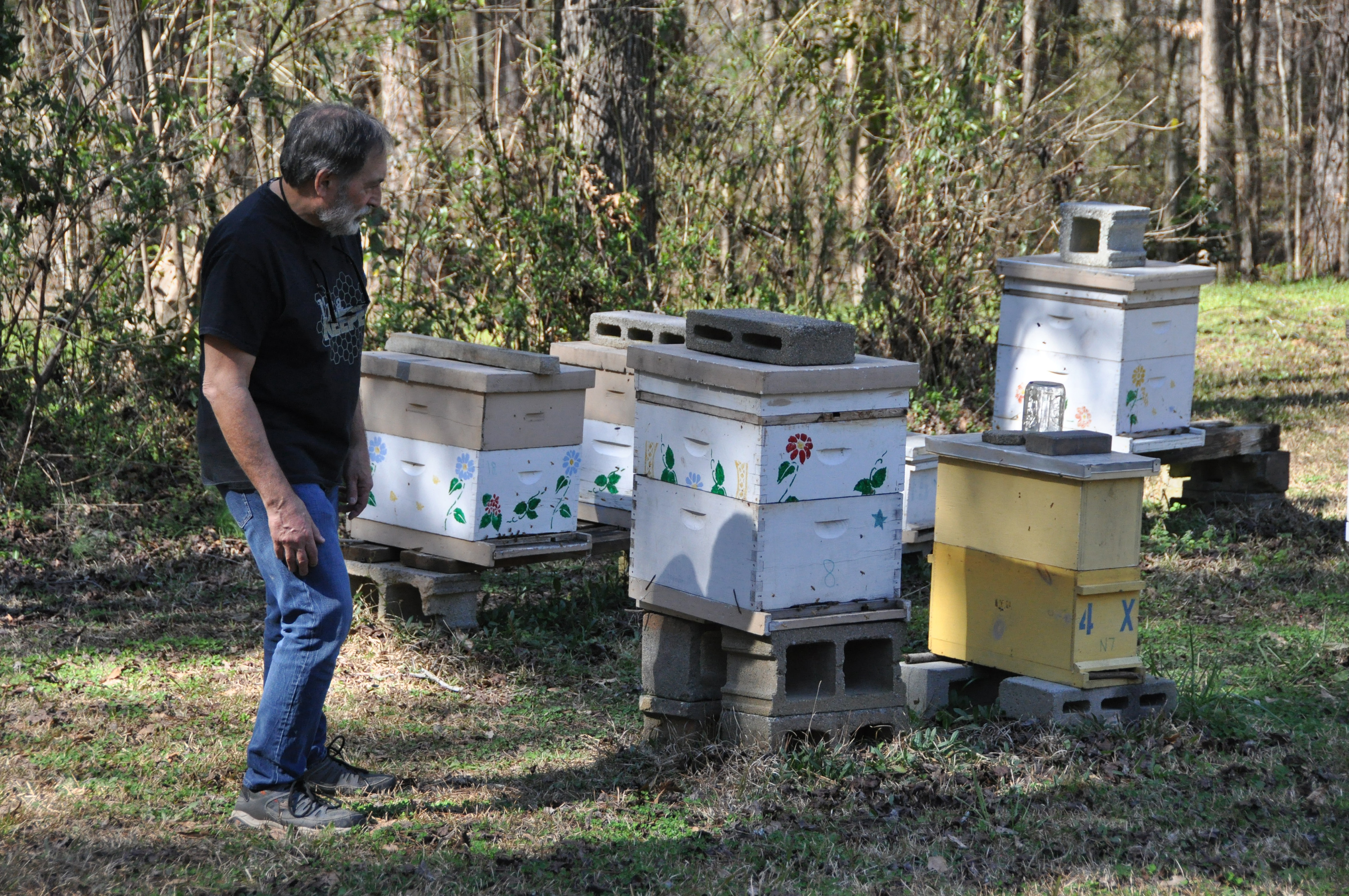 Joe Conti, president of the Oglethorpe County Bee Club, examines several of the 14 hives that he keeps in his backyard. (Elena Westbury/The Oglethorpe Echo)