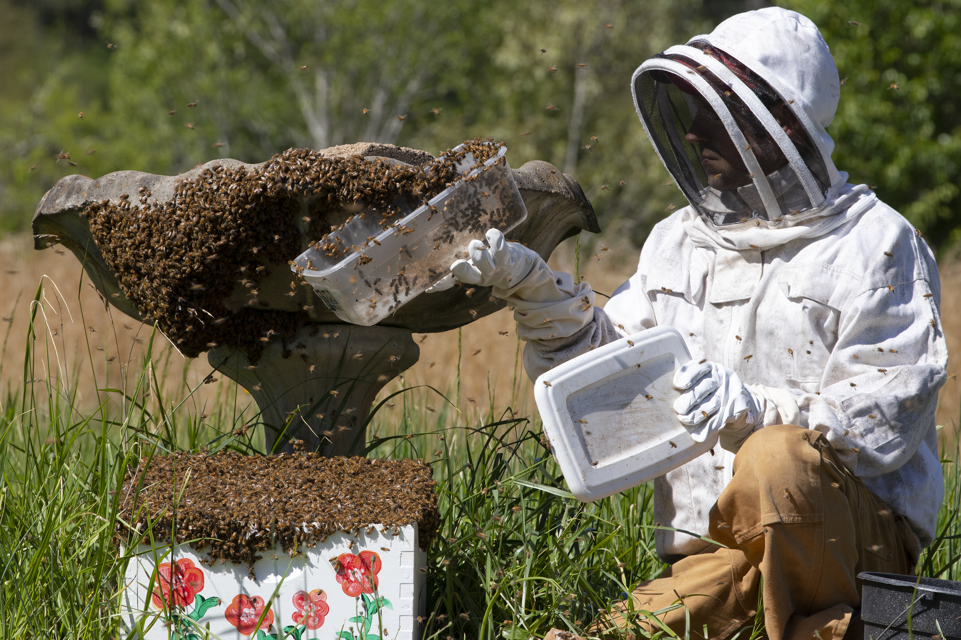 Wesley Gratham scoops bees from a swarm on his birdbath into a box to start cultivating on his farm in Winterville. He uses the clear container to collect the bees, then empties them into the white box to start creating a hive.(JULIA WALKUP/THE OGLETHORPE ECHO)