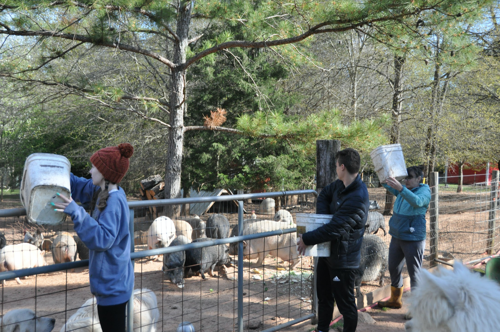 Volunteers dump buckets of food over a fence for pigs at Sweet Olive Farm in Winterville. The farm receives food donations from stores such as Trader Joe's to feed the animals. (Elena Westbury/The Oglethorpe Echo)