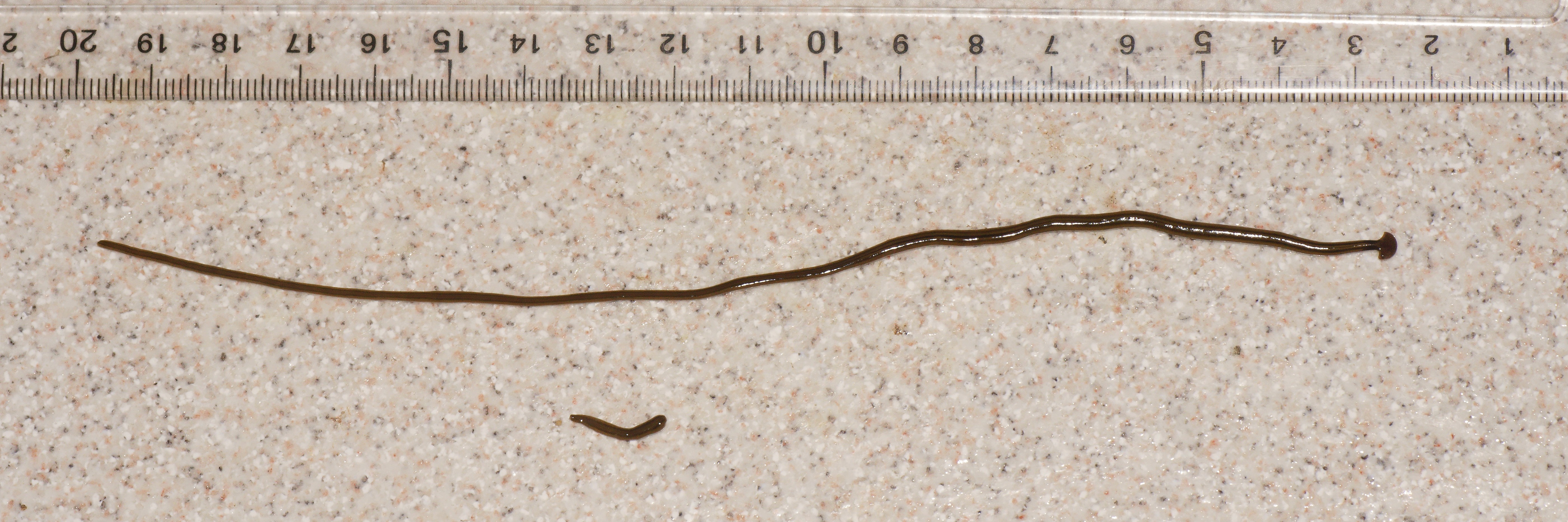 The hammerhead worm is stretched out next to a ruler for size comparison in centimeters (about 7.5 inches). The invasive species has been described as “snake like,” growing up to 12 inches. (Pierre Gros/Wikimedia Commons) 