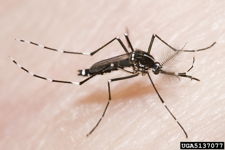 The Asian Tiger mosquito, the most common mosquito species found in Georgia. Mosquitoes are a dangerous pest in Oglethorpe County, responsible for transmitting and spreading multiple po- tentially fatal viruses. (SUSAN ELLIS/BUGWOOD.ORG)