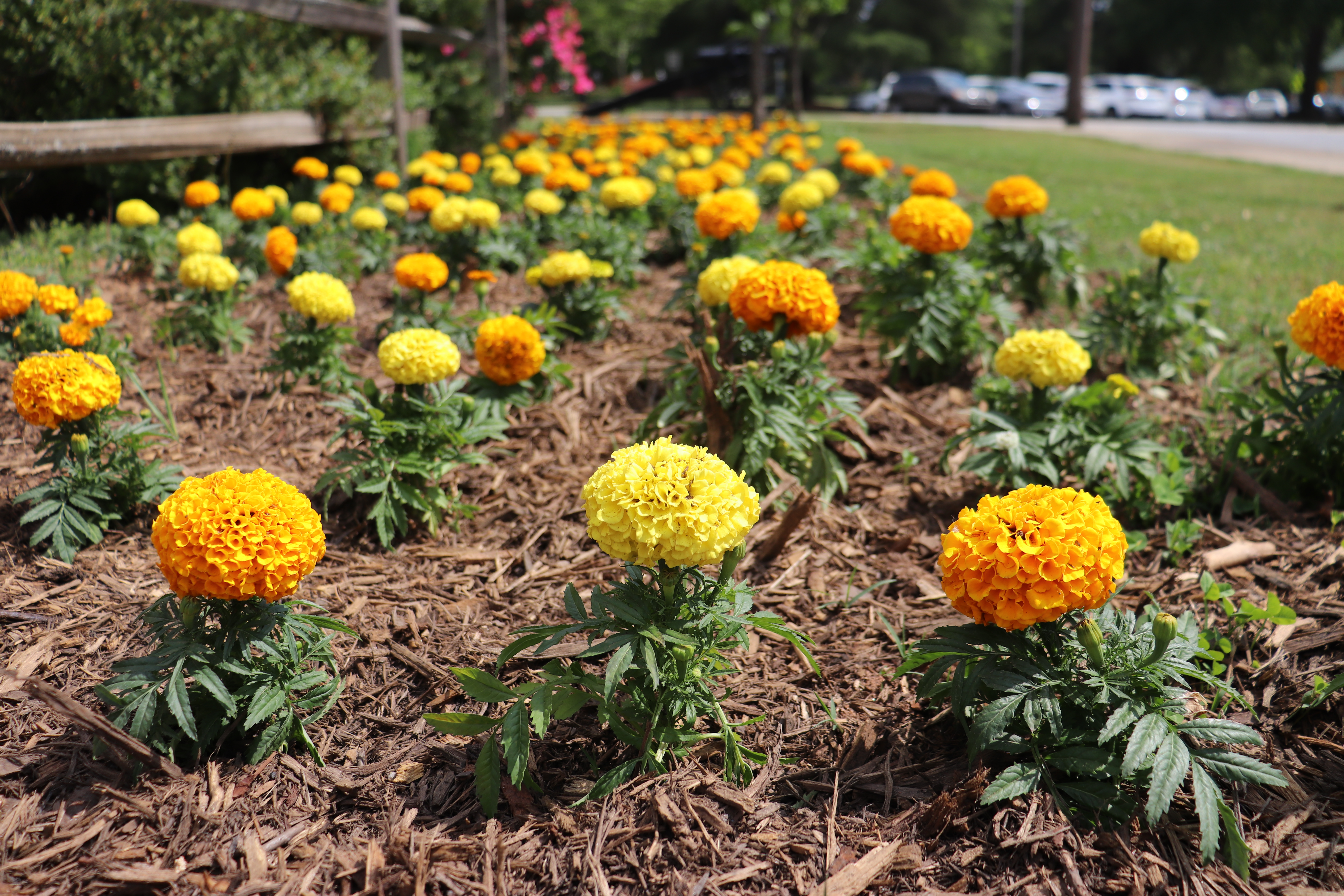 Marigolds planted in Pittard Park. (Photo/Lilly Kersh)