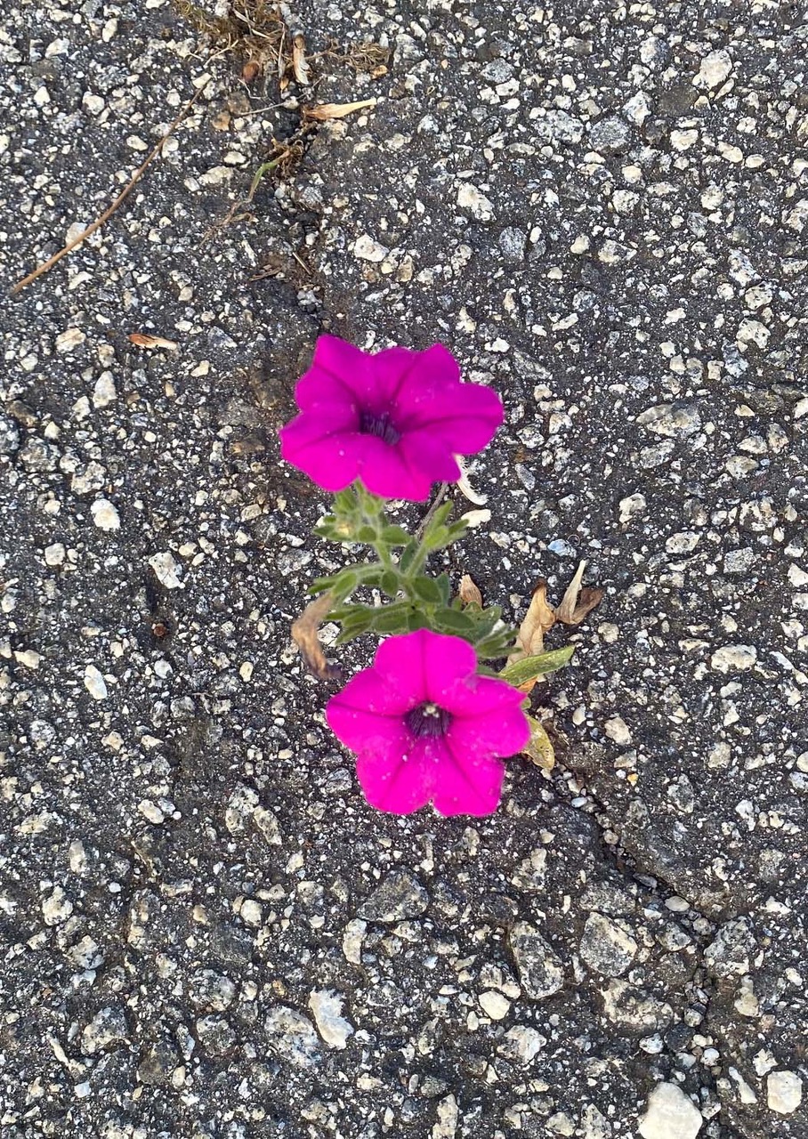 A bright-pink petunia took root in a crack in the asphalt driveway. (Photo/Dink NeSmith)
