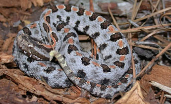 Pigmy rattlesnake (J.D. Willson, SREL/Submitted Photo)