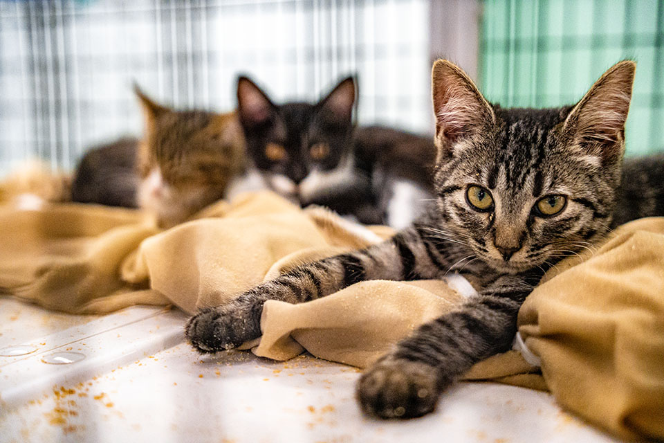 Cats fill the cages at the Madison Oglethorpe Animal Shelter, but outgoing director Andrew Kitchens has helped cut the average length of stays to 30 days. (Photo/Jack Casey)