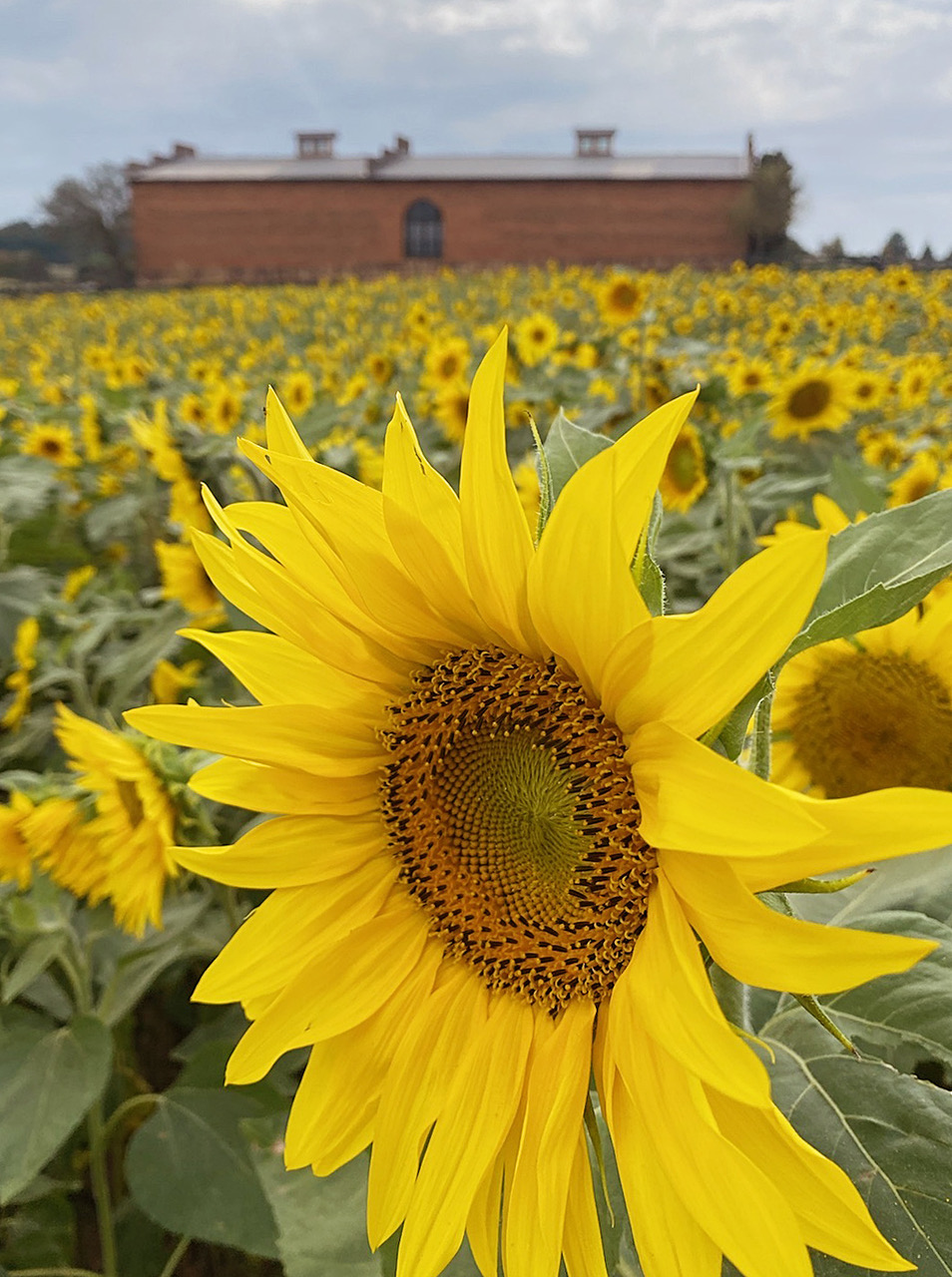 We stagger the planting of Peredovik sunflower  seeds to stretch the enjoyment over several  months. (Photo/Dink NeSmith)