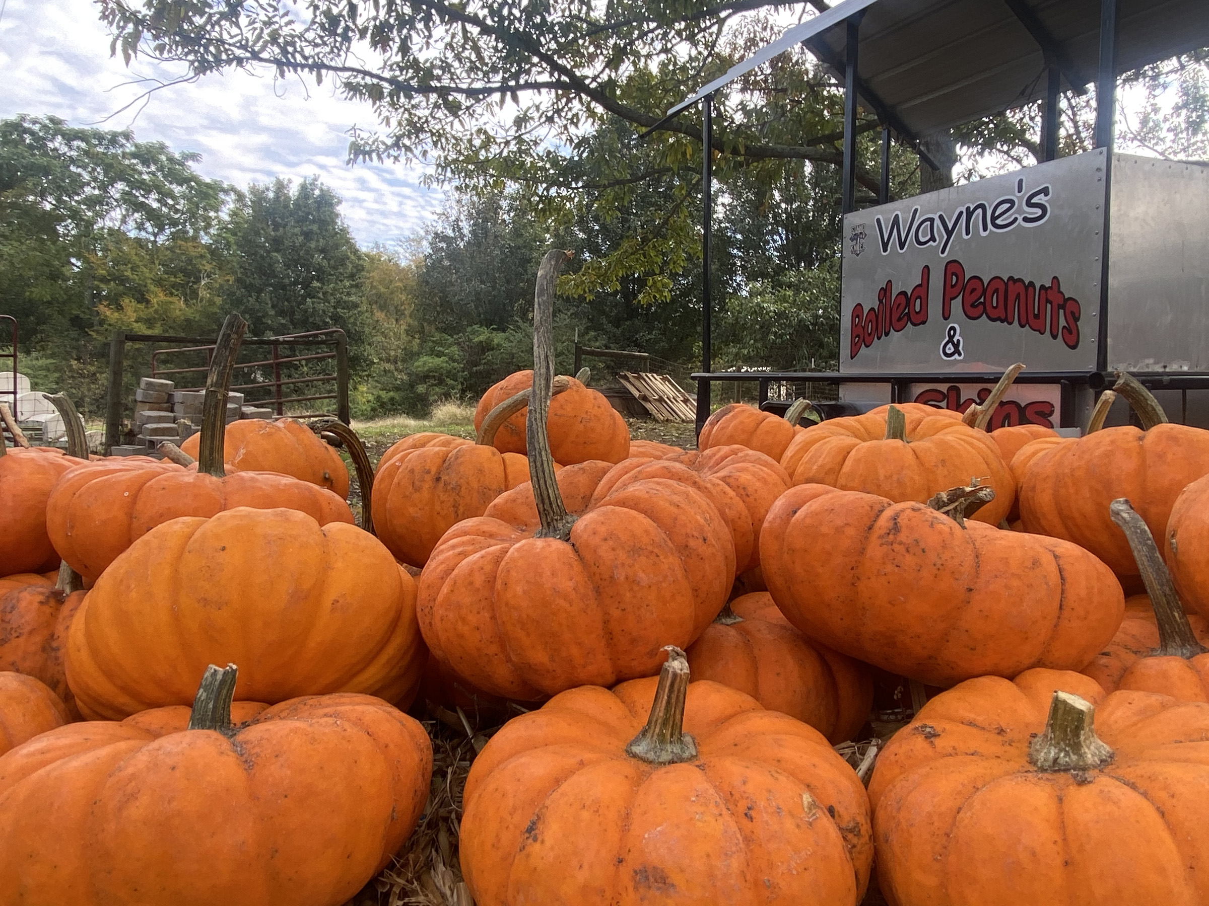 Wayne Loggans is selling pumpkins at his Crawford home every weekday and Saturday until he sells out. Miniature pumpkins, pictured here, are handed out to kids who stop by. (Photo/Ashley Balsavias)