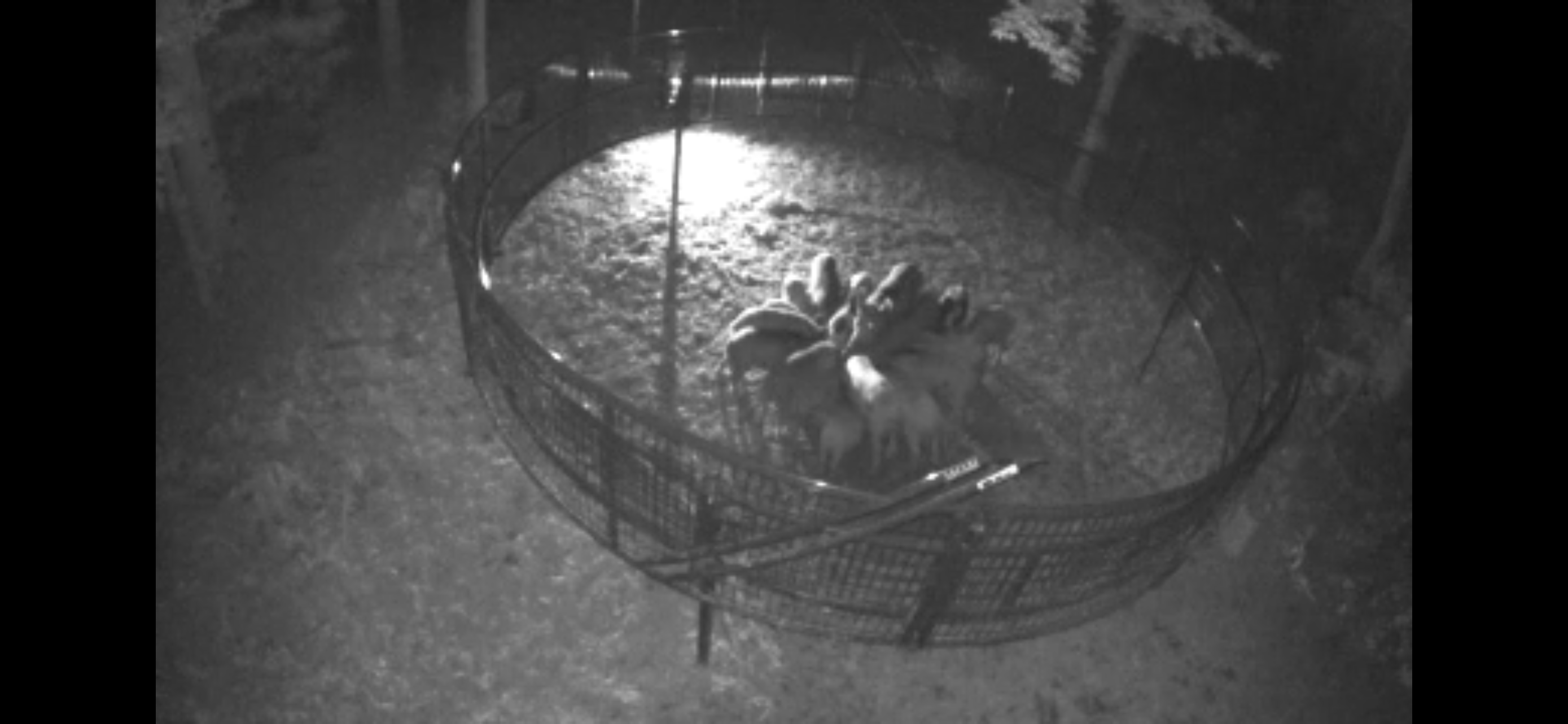 SUBMITTED PHOTO Large corral-style traps have been identified as the most effective tool to manage the population of feral swine in Oglethorpe County, as opposed to other methods of shooting and hunting the animals.