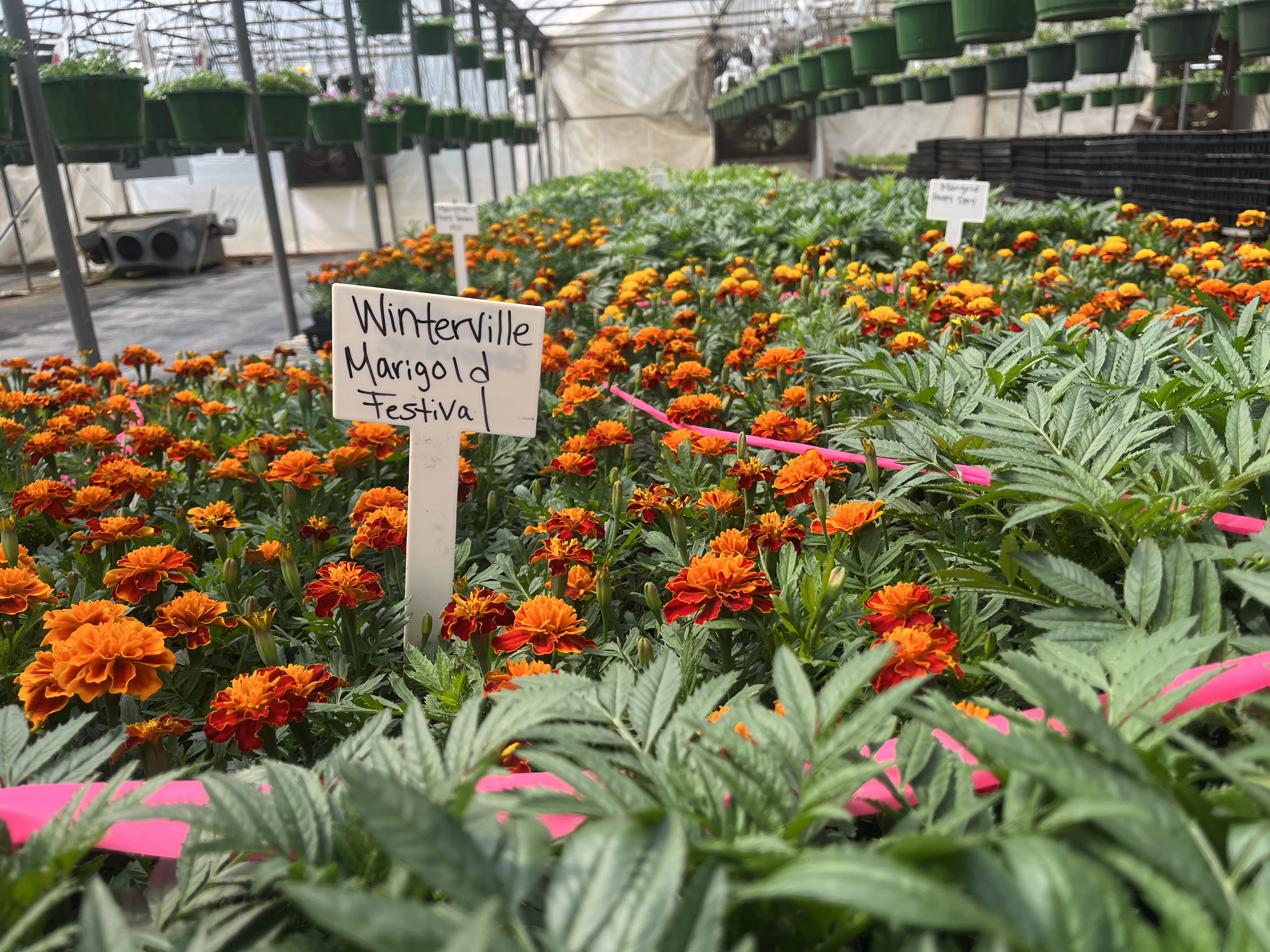 JACK RHODES/THE OGLETHORPE ECHO There are a large variety of flowers and plants at Wolfskin Growers, which is on Double Bridges Road in Winterville.