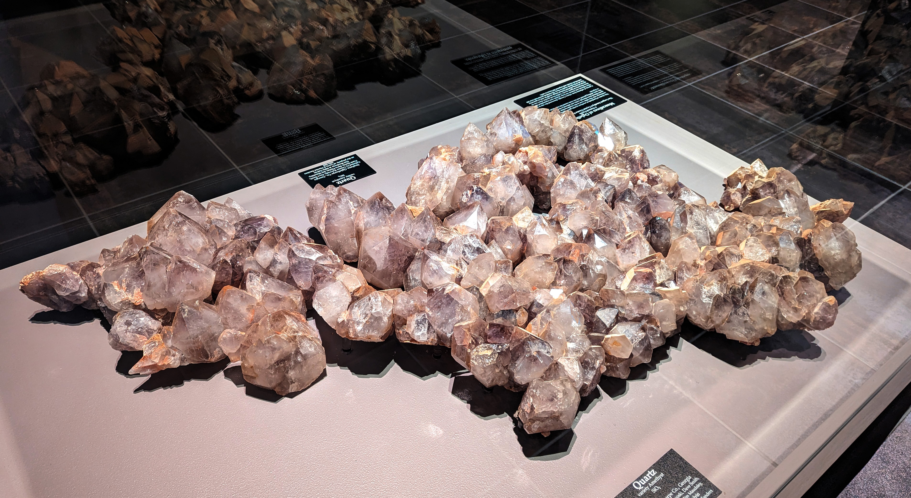 The Muscadines of Oglethorpe, which were discovered on Lewis Sanders’ property in Stephens in 1994, are on display at the Tellus Science Museum in Cartersville, Georgia. (SUBMITTED PHOTO)