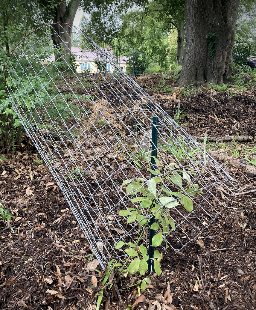 Kathrine Clark said she thinks feral hogs have begun to uproot her garden and destroy the fencing around her plants and flowers. (SUBMITTED PHOTO)