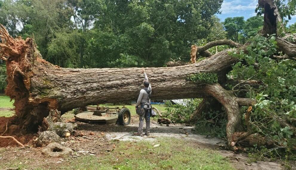 A worker sizes up a large tree that fell near Thaxton Wynne Road during the storms last week. Several roads throughout the county, including Highway 78, were closed by downed trees and debris. (ADAM NATION/FOR THE OGLETHORPE ECHO)