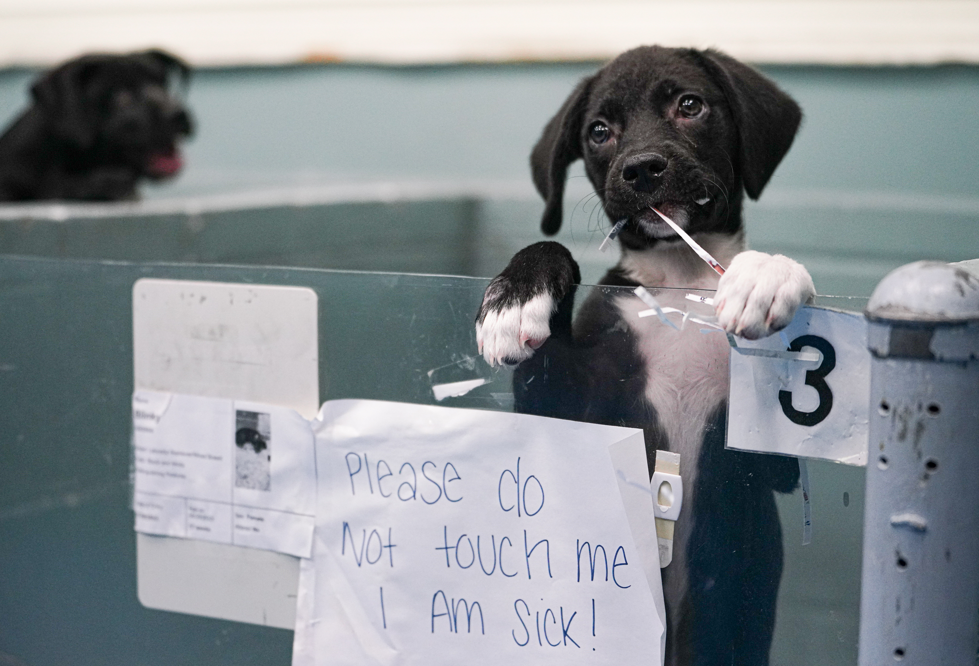 Blinky, a Labrador retriever mix, stands in its pen at the Madison Oglethorpe Animal Shelter earlier this week. MOAS is already at capacity despite coming off a month in which 171 animals were adopted. (Sidney Chansamone/The Oglethorpe Echo)