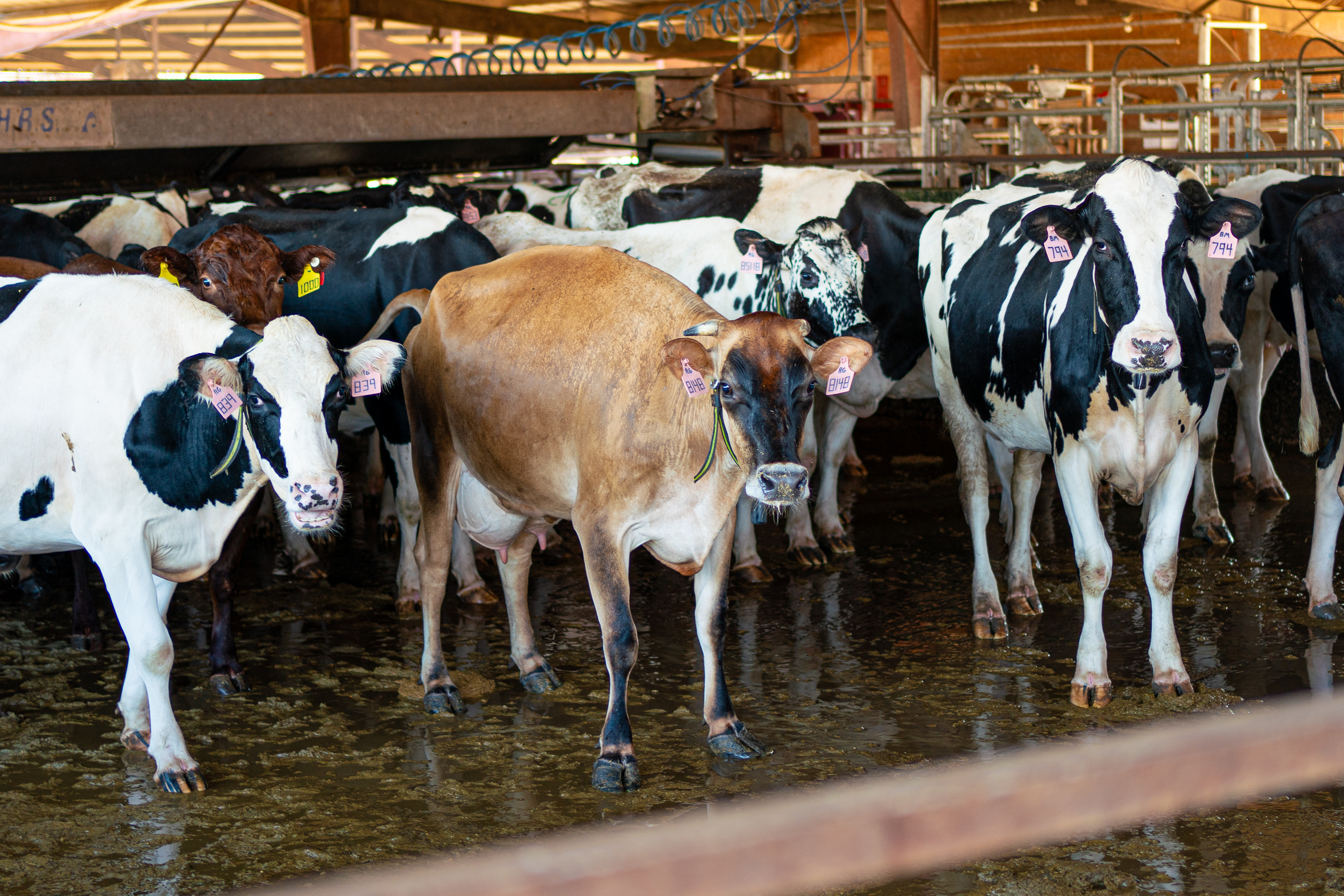 Milking cows are seen at the Cabaniss dairy farm in Stephens, Georgia, on Monday, Nov. 6, 2023. (Sidney Chansamone/The Oglethorpe Echo)