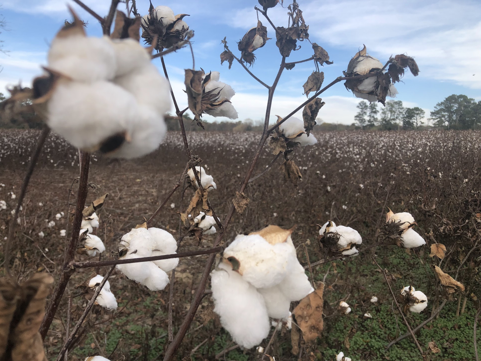 Oglethorpe County is one of Georgia’s largest agricultural producers, ranking 10th in total farm gate value (out of 159 counties), but is dominated by livestock, poultry and hay, not cotton. (Photo / Andy Johnston)