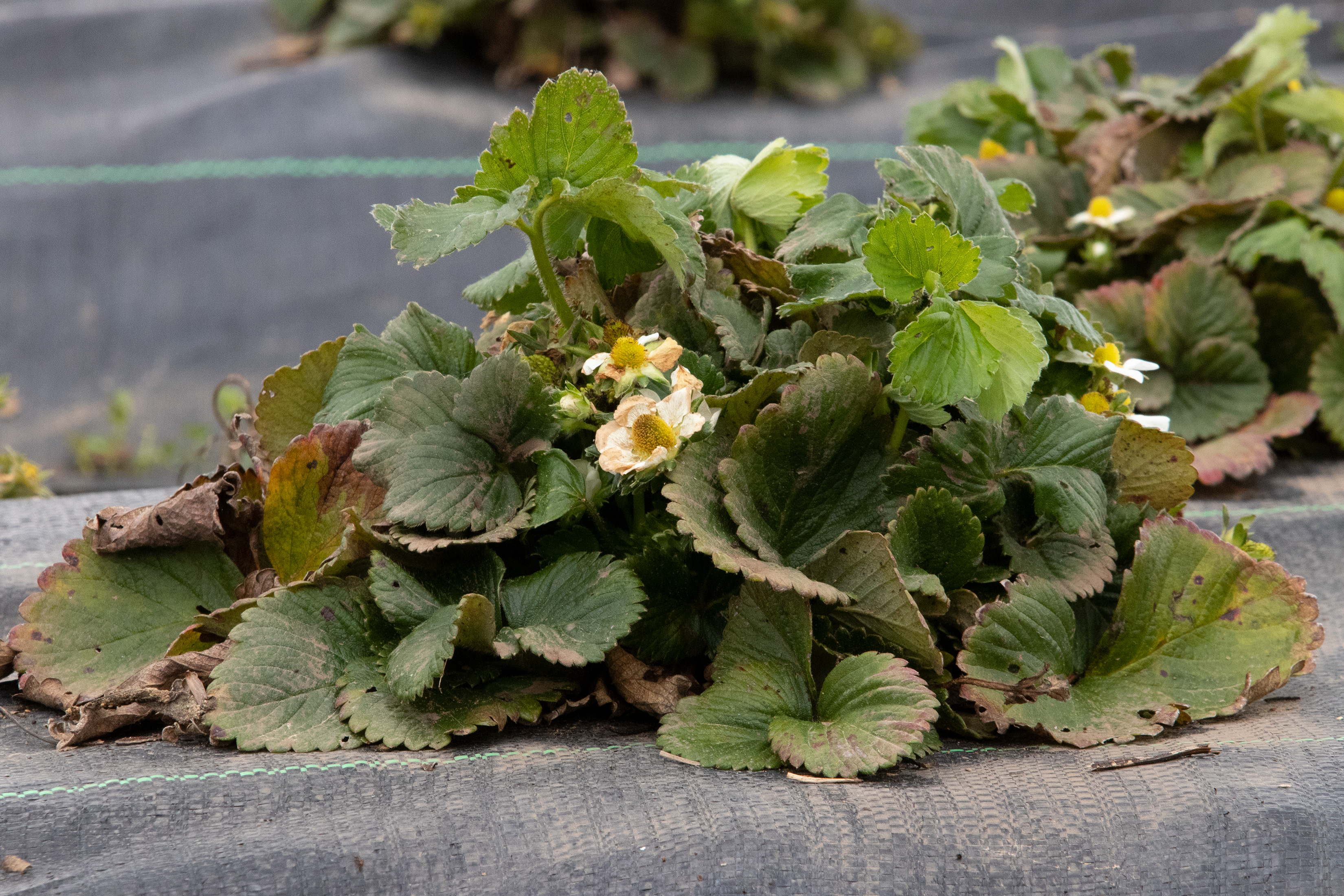A late freeze impacted strawberry plants at Buffalo Creek Berry Farm in March, 2022, causing 70% crop losses. Co-owner Laura Pallas said she and husband/co-owner Cameron Phillips stay busy all winter. (Julia Walkup/The Oglethorpe Echo)