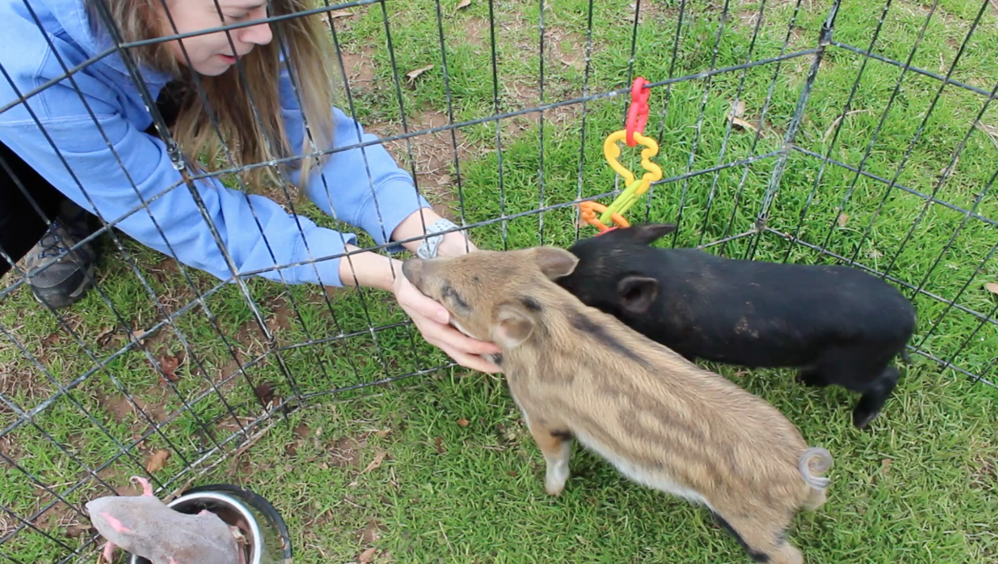 Nikki Hughes, the owner of Camp Critter Wildlife Rescue, pets two recently orphaned piglets. The baby pigs are believed to be the offspring of a domesticated pig and a wild boar. (Photo/Sara Micale)