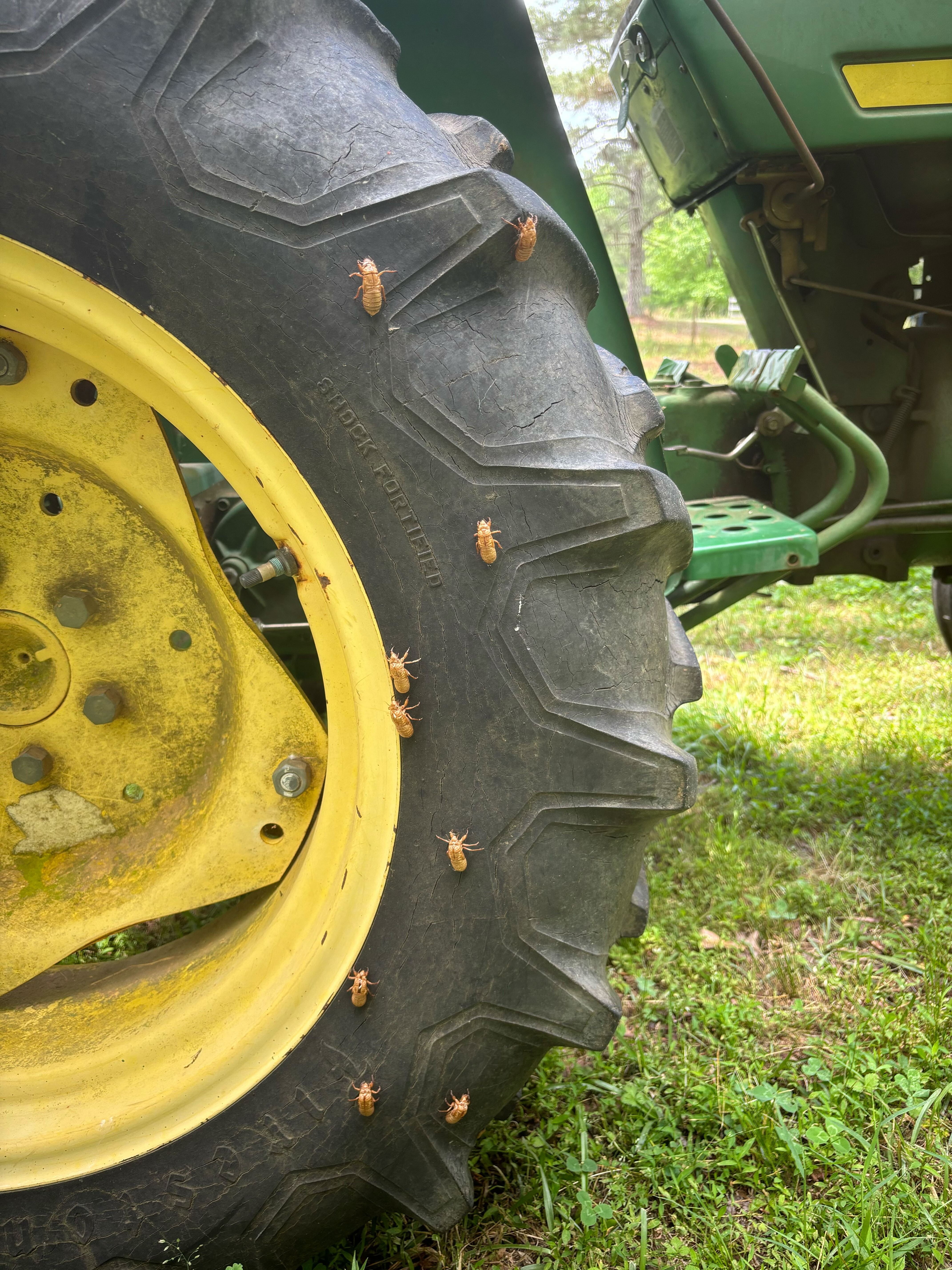 Periodical Cicadas crawling on a tractor tire after hatching. (Submitted Photo)