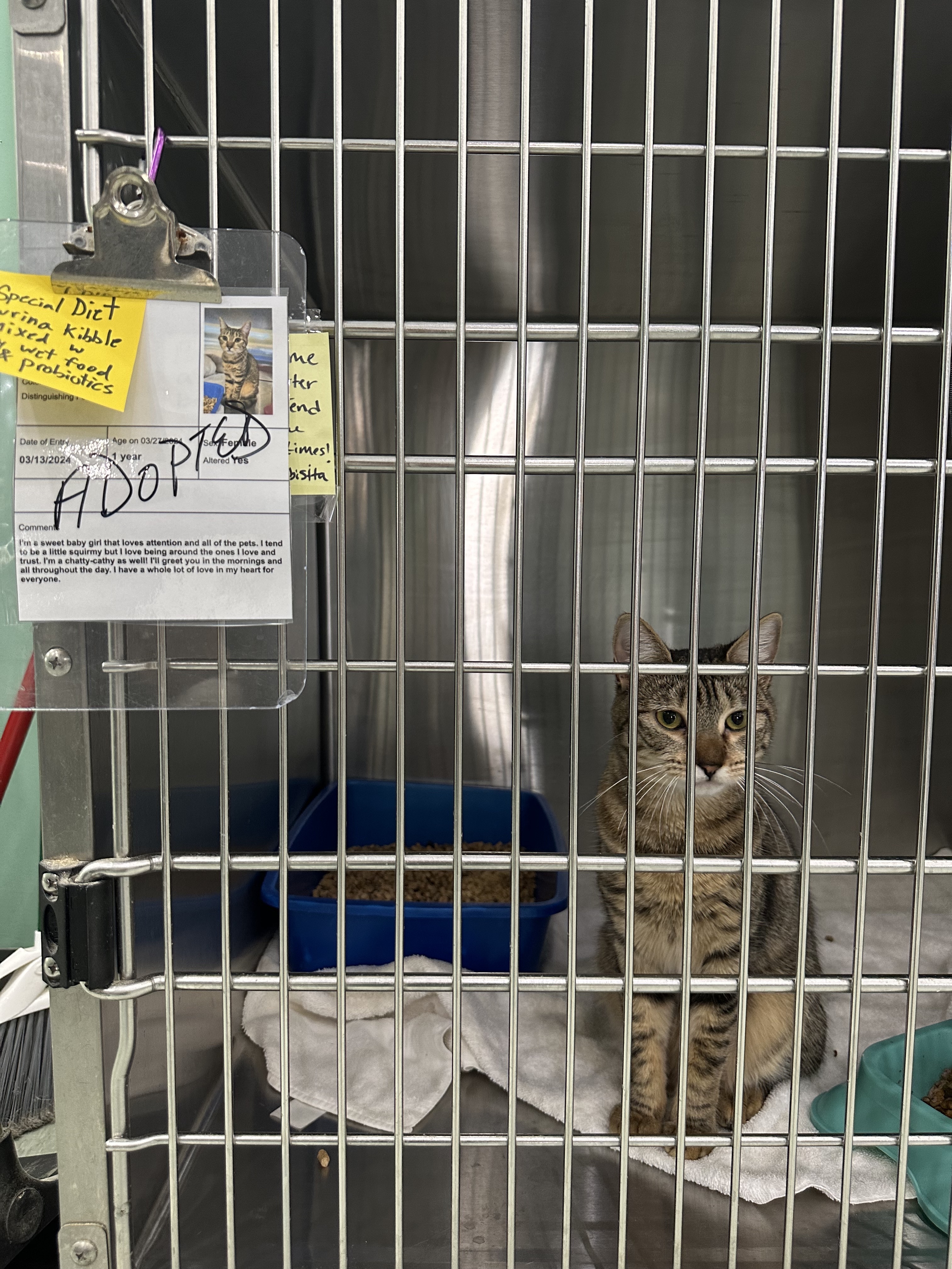 A one year old kitten sits in her create as she is ready to be taken home after newly getting adopted. (Lily Murphy/Oglethorpe Echo)