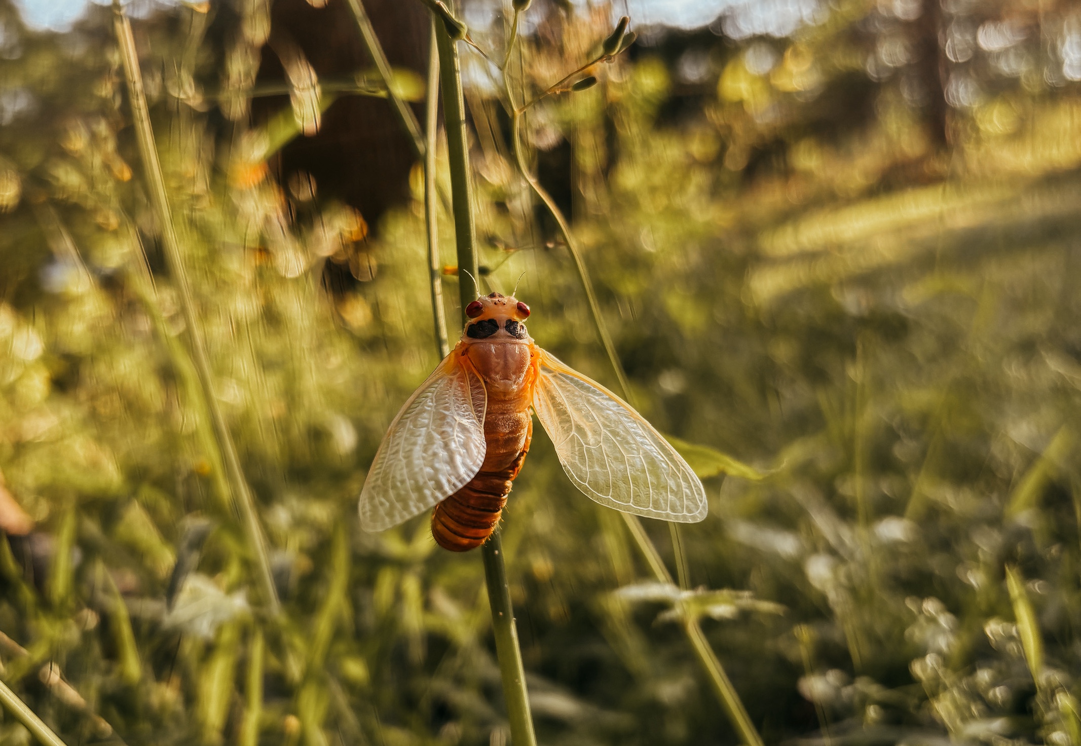 A cicada crawling up a plant stalk. (Submitted Photo)