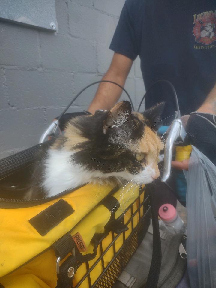 Marilyn Monroad, 11 years old, is the "most traveled cat by bicycle," said Caleb Werntz. She has accompanied him on each of his five cross-country cycling journeys. (Submitted Photo)