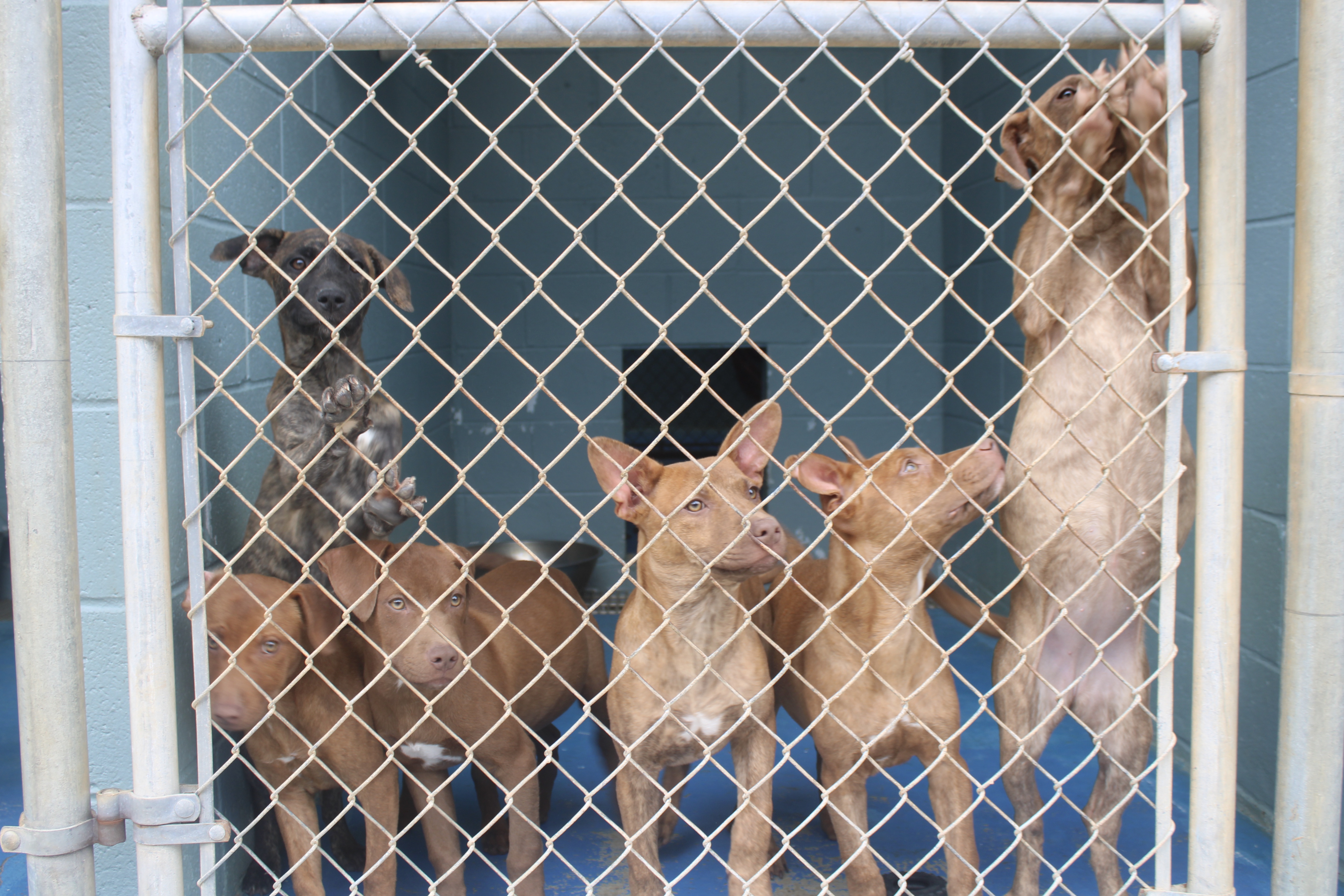 MOAS currently accepts animal turn ins from citizens of Oglethorpe county but does not have the capacity to serve as an impoundment facility. (Submitted Photo)