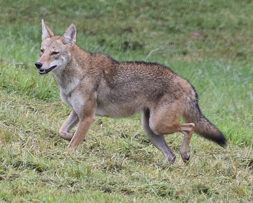 Coyotes (pictured) and foxes are among the wild animals that are prevalent throughout Oglethorpe County. Bobcats are less numerous and more elusive. (CHRISTINA BUTLER/WIKIMEDIA COMMONS)