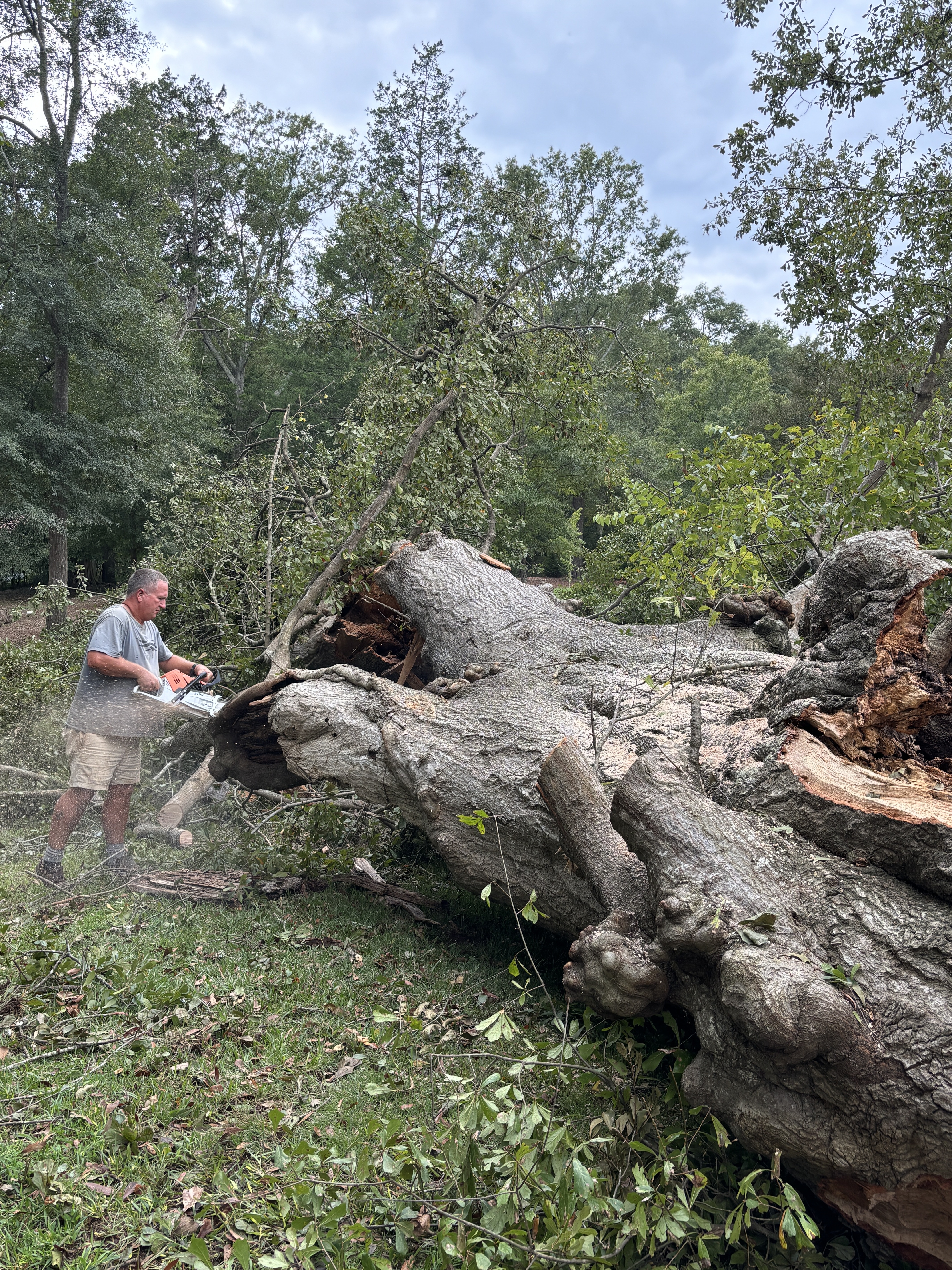 John Turner, who lives on South Gilmer Street in Lexington, cuts up one of the five trees that fell on his family's property during the storm. Turner said three oaks - possibly at least 100 years old - and two pecan trees fell. (ANDY JOHNSTON/THE OGLETHORPE ECHO)