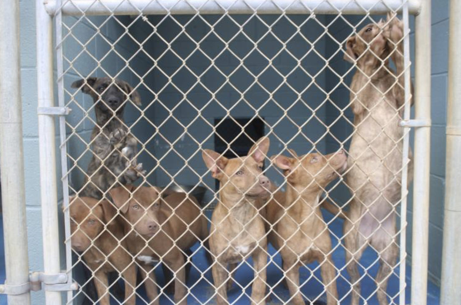 MOAS currently accepts animal turn ins from citizens of Oglethorpe county but does not have the capacity to serve as an impoundment facility. (Submitted Photo)