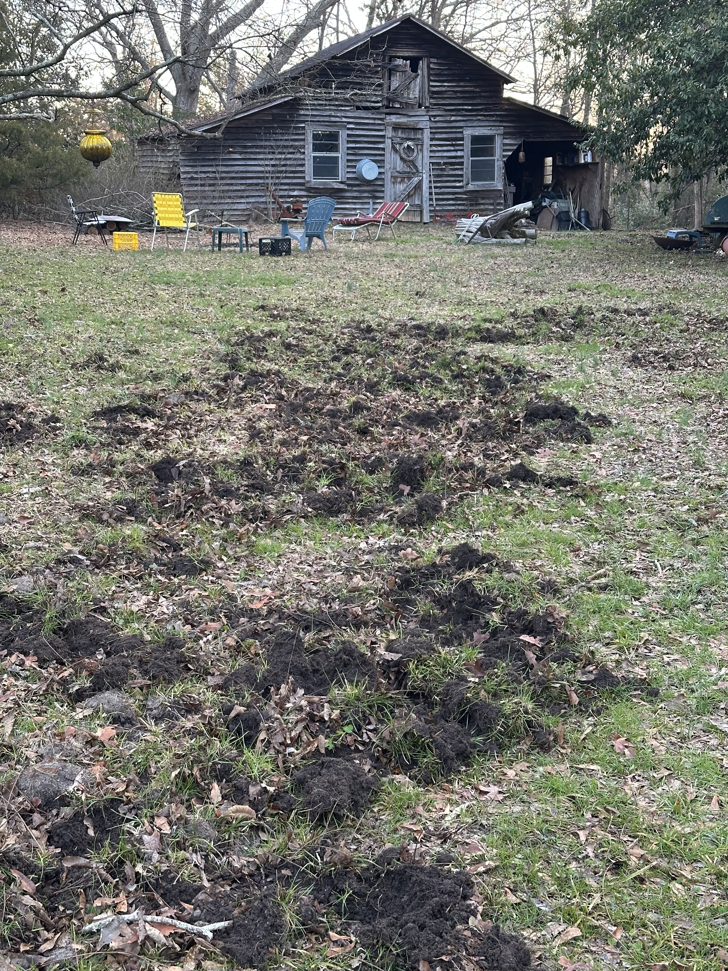 Rebecca Wood's yard, located outside of Lexington, Georgia, was destroyed by feral hogs. (Photo/Jesse Wood)