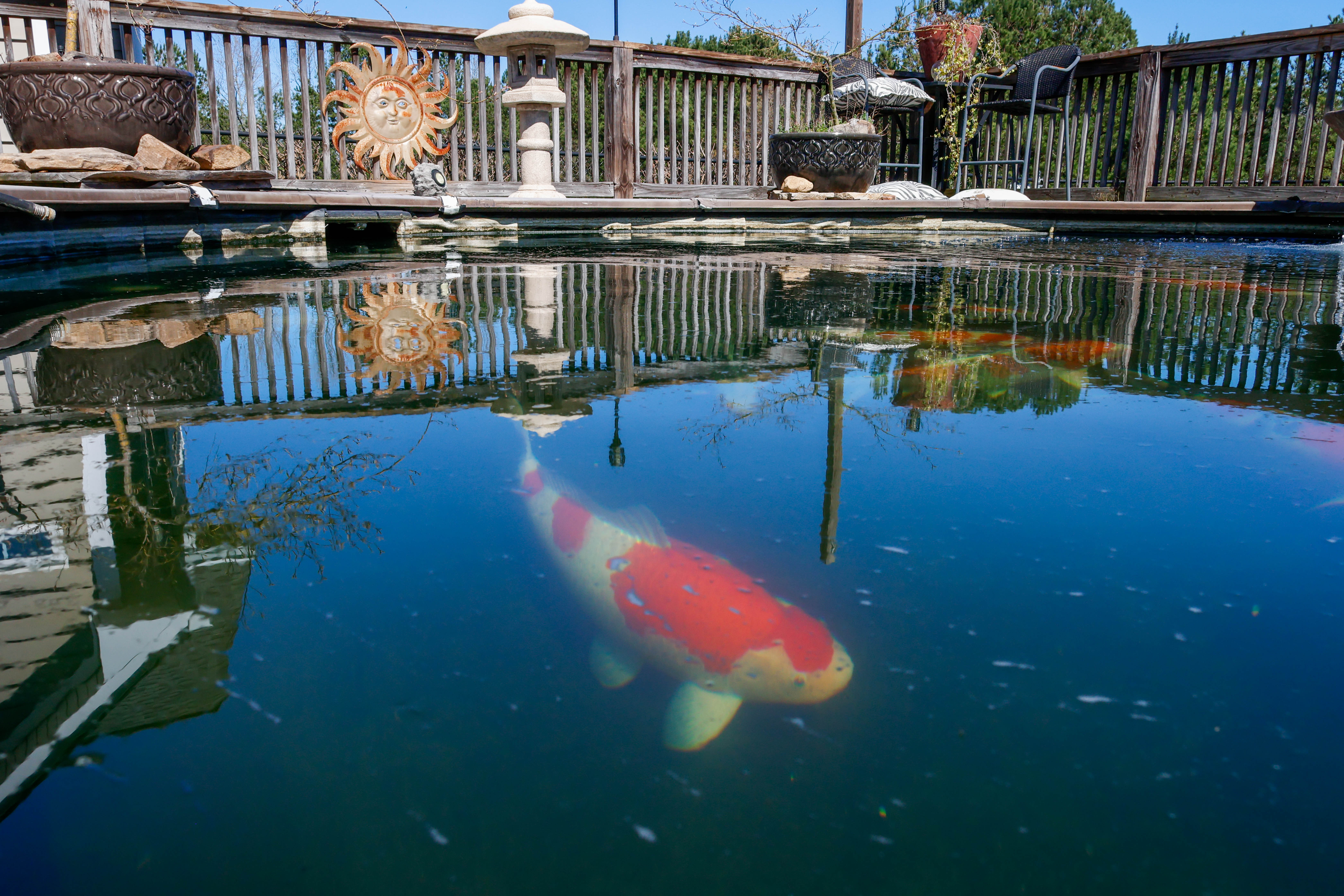 A koi fish swims in the upper pond within the backyard of Sheriff David Gabriel on Monday, March 17, 2025. Koi are largely social and collective creatures, and some even develop distinct “personalities” within their school such as a leader or a loner. (Photo/Felix Scheyer)