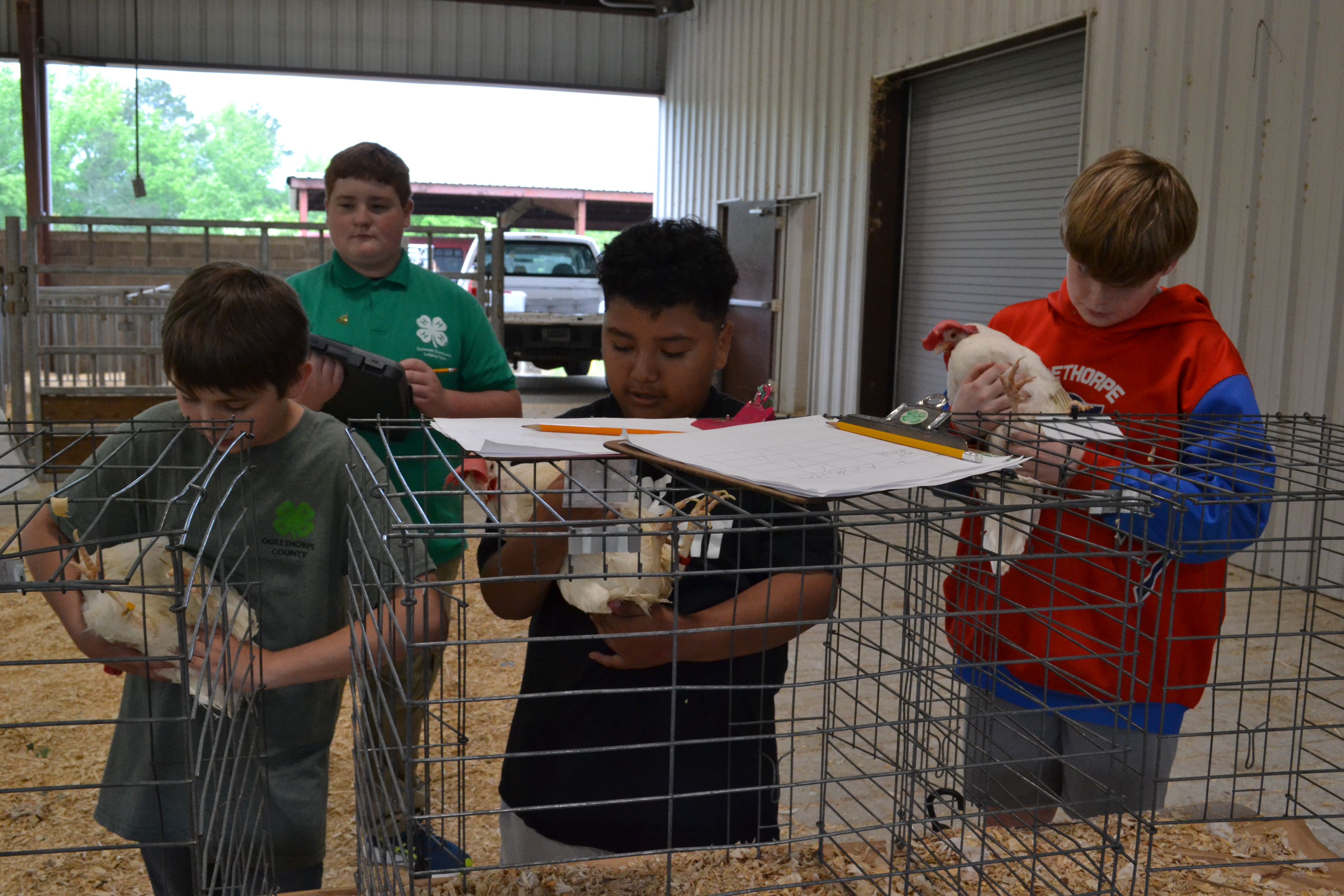 Xander Buska (from left) and Demarco Martinez, who are fifth-graders, and Jameson Duke, a sixth-grader, complete the live bird judging portion of the Area Poultry Judging Competition at the Oglethorpe County Extension Office on April 24. Their skills in handling the birds help them evaluate egg production traits, among other factors. (Photo/Lilly Stone)