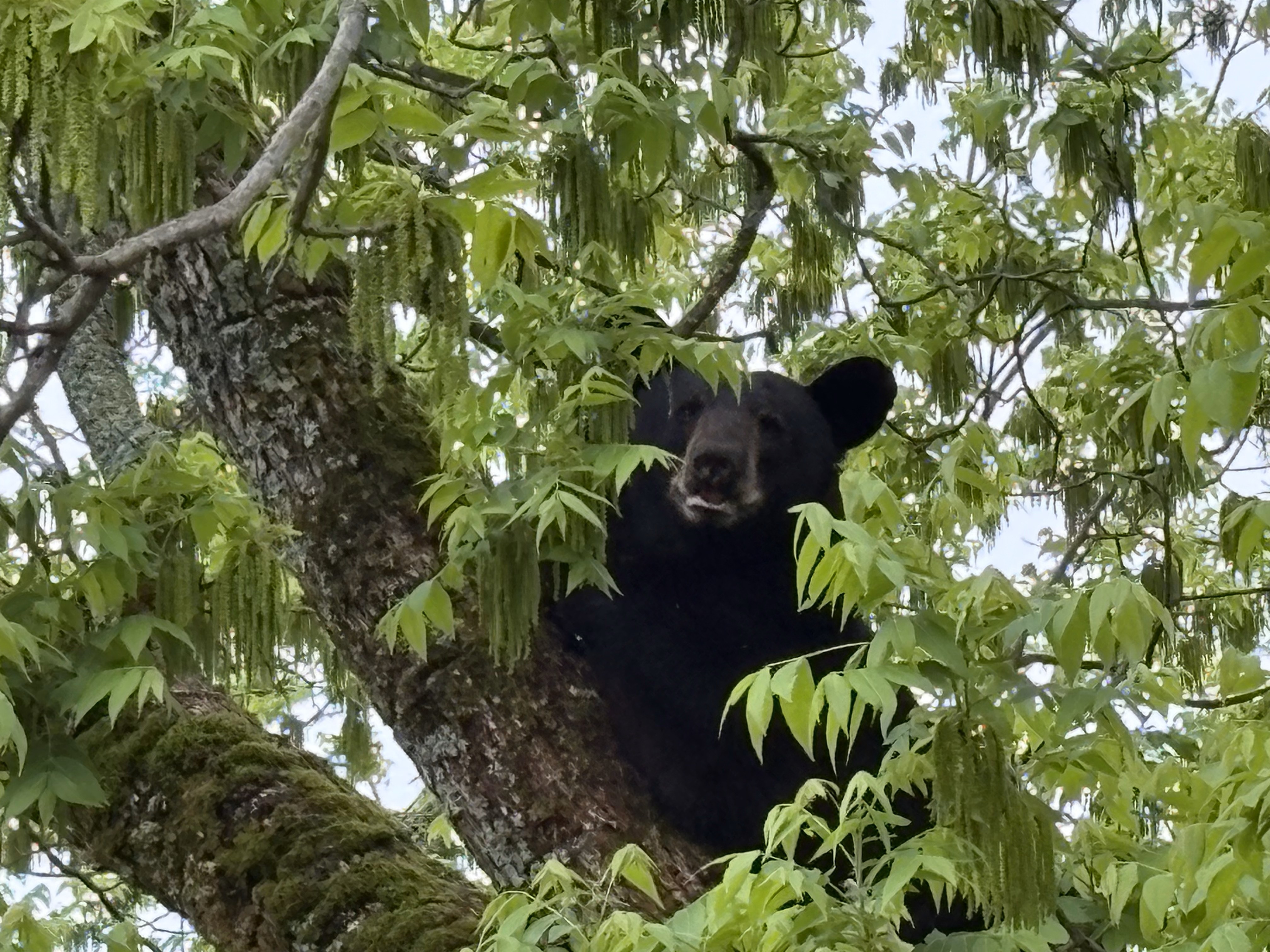A black bear in a pecan tree off Crawford Smithonia Road caused a stir on Friday morning. The bear was later named Elvis. (Dink NeSmith/The Oglethorpe Echo)