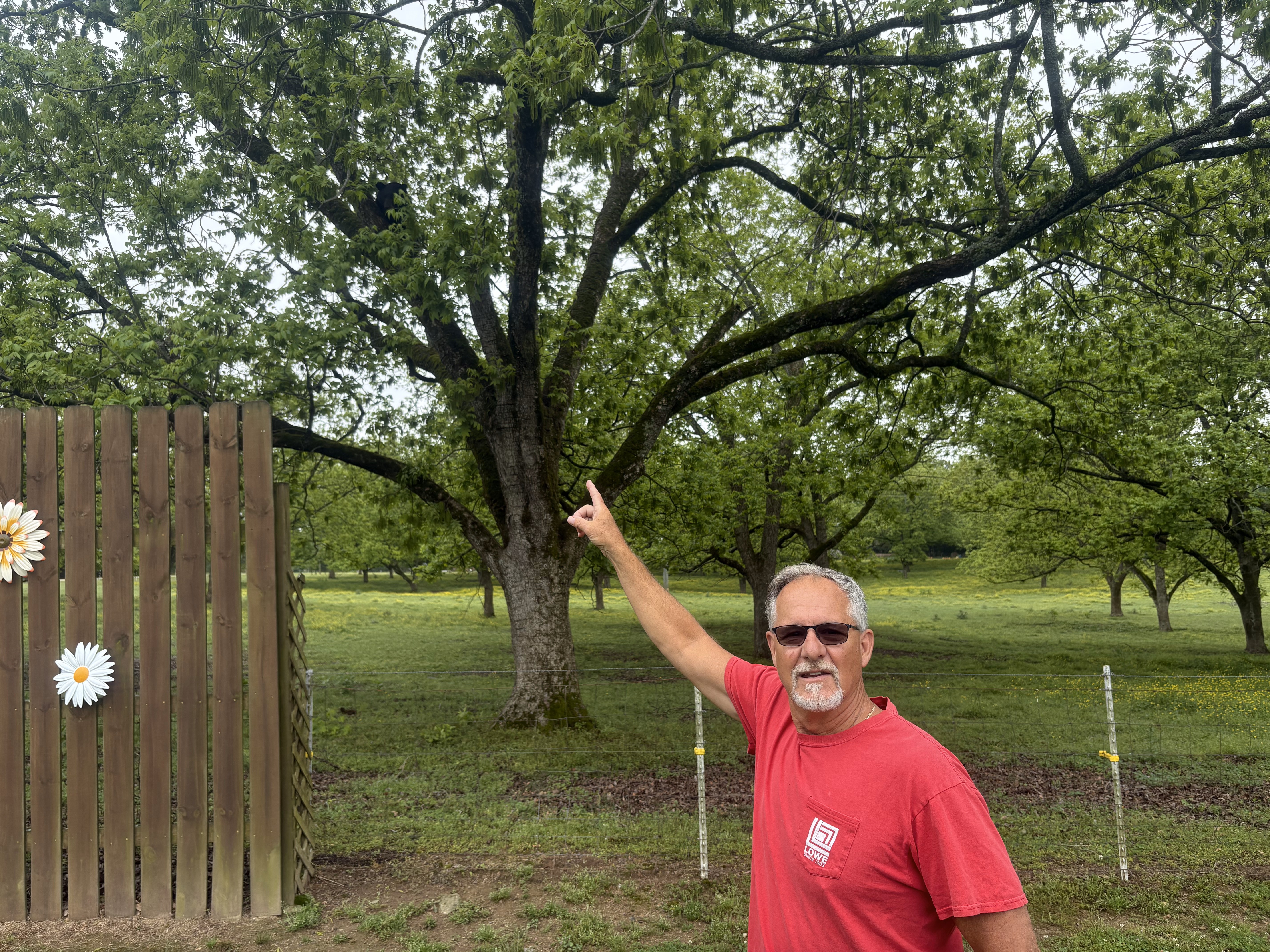 Crawford’s Tony Resop points to a bear in a pecan tree in his neighbor’s pasture. This is a perfect example of the public giving The Oglethorpe Echo a news tip. (Dink NeSmith/The Oglethorpe Echo)