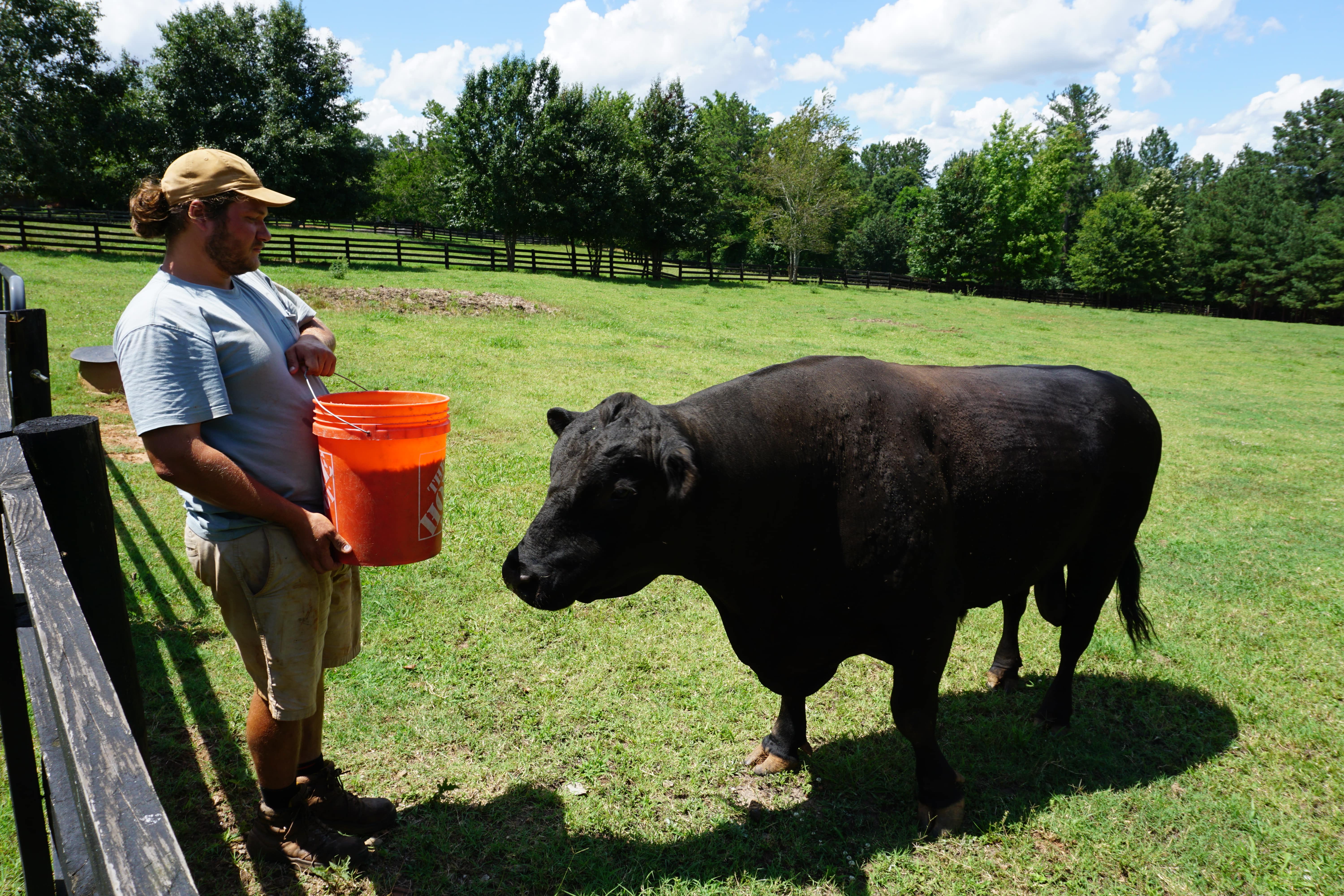 Chase Beck, son of Wendy and Basil Beck, feeds a bull at Beaver Dam Farms in Smithonia. The Becks have a herd of about 300 registered Black Angus and six registered wagyu cattle as part of their beef operation. (Photo/Alex Perri)