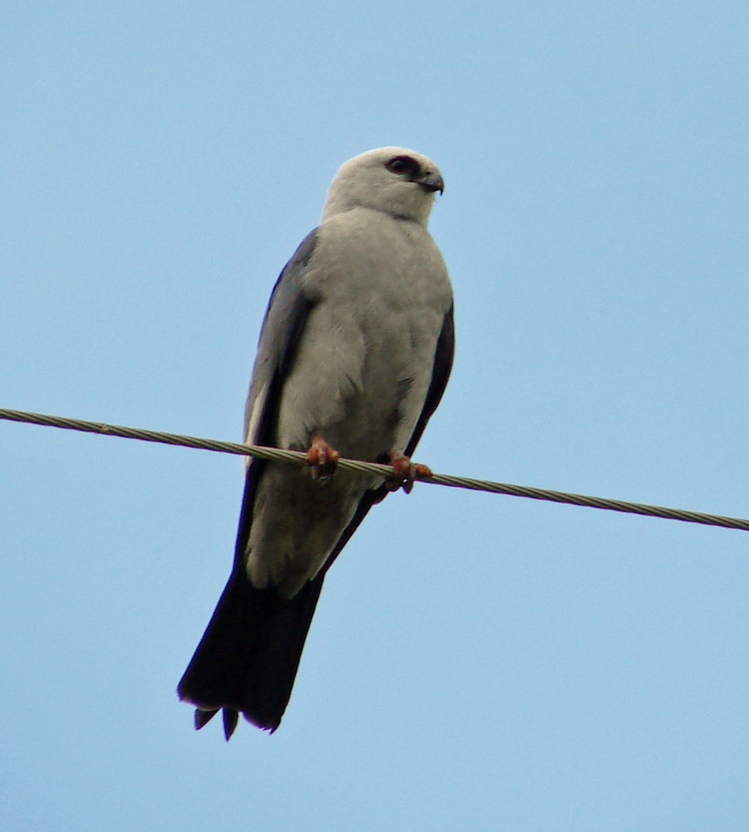 Mississippi kites, like this one in Oklahoma, sometimes are mistaken for eagles. A group of four kites is spending time in Arnoldsville this summer. (Photo/Rescuechick Wikimedia Commons)
