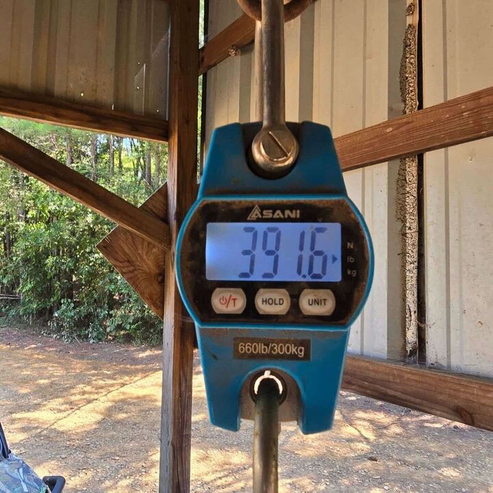 A scale shows the final weight of the hog that the Boars N' Broads team took down on Sept. 1.
