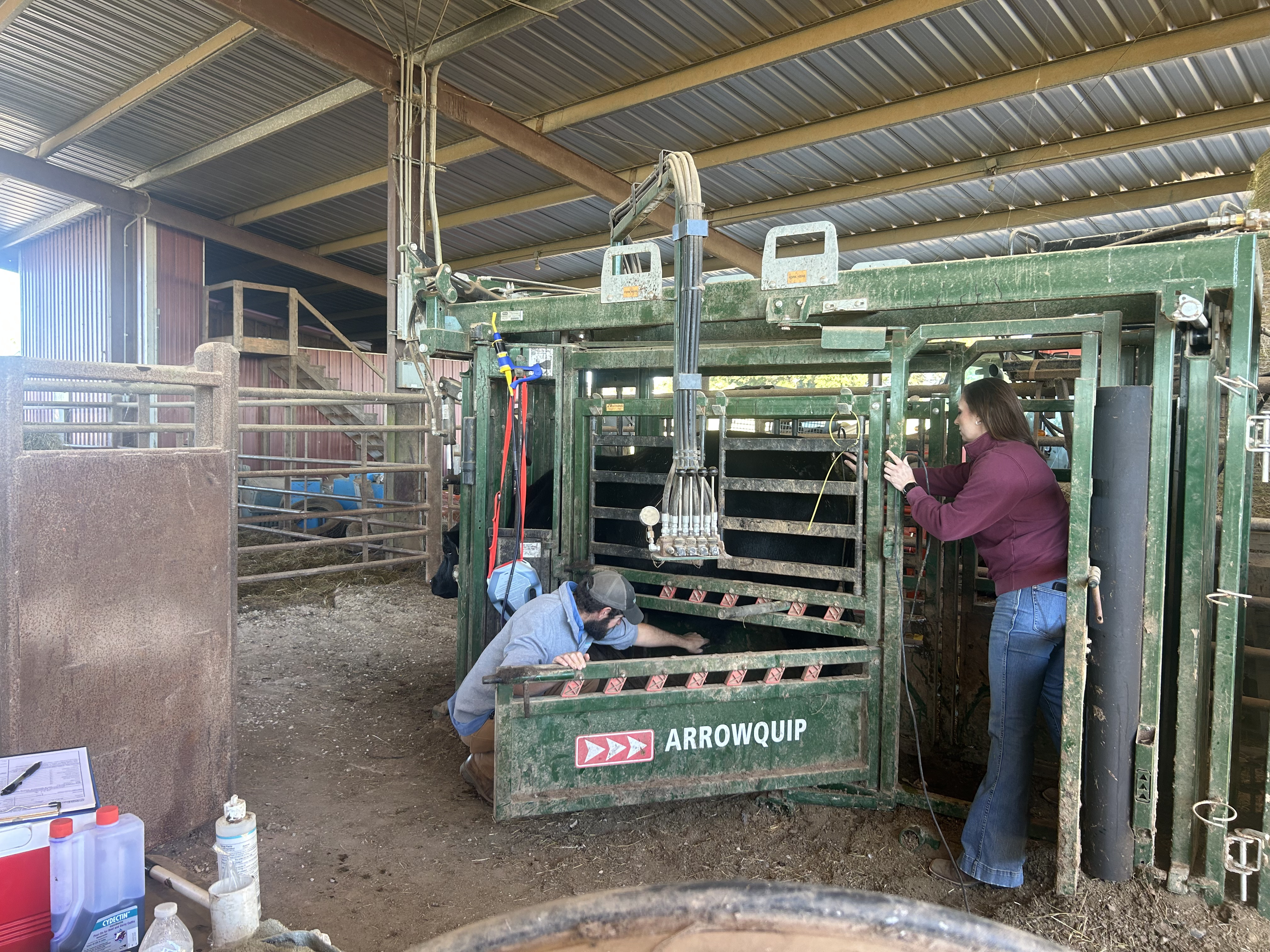Dr. Thomas McNair (left) and Cynthia Altman from Wilkes County Veterinary Services conduct a breeding soundness exam on a herd bull at the Northeast Georgia Livestock haul-in facility in Rayle on Monday, October 20, 2025. These exams should be conducted yearly to determine the fertility of bulls before breeding season. (Makenna Reavis/The Oglethorpe Echo)