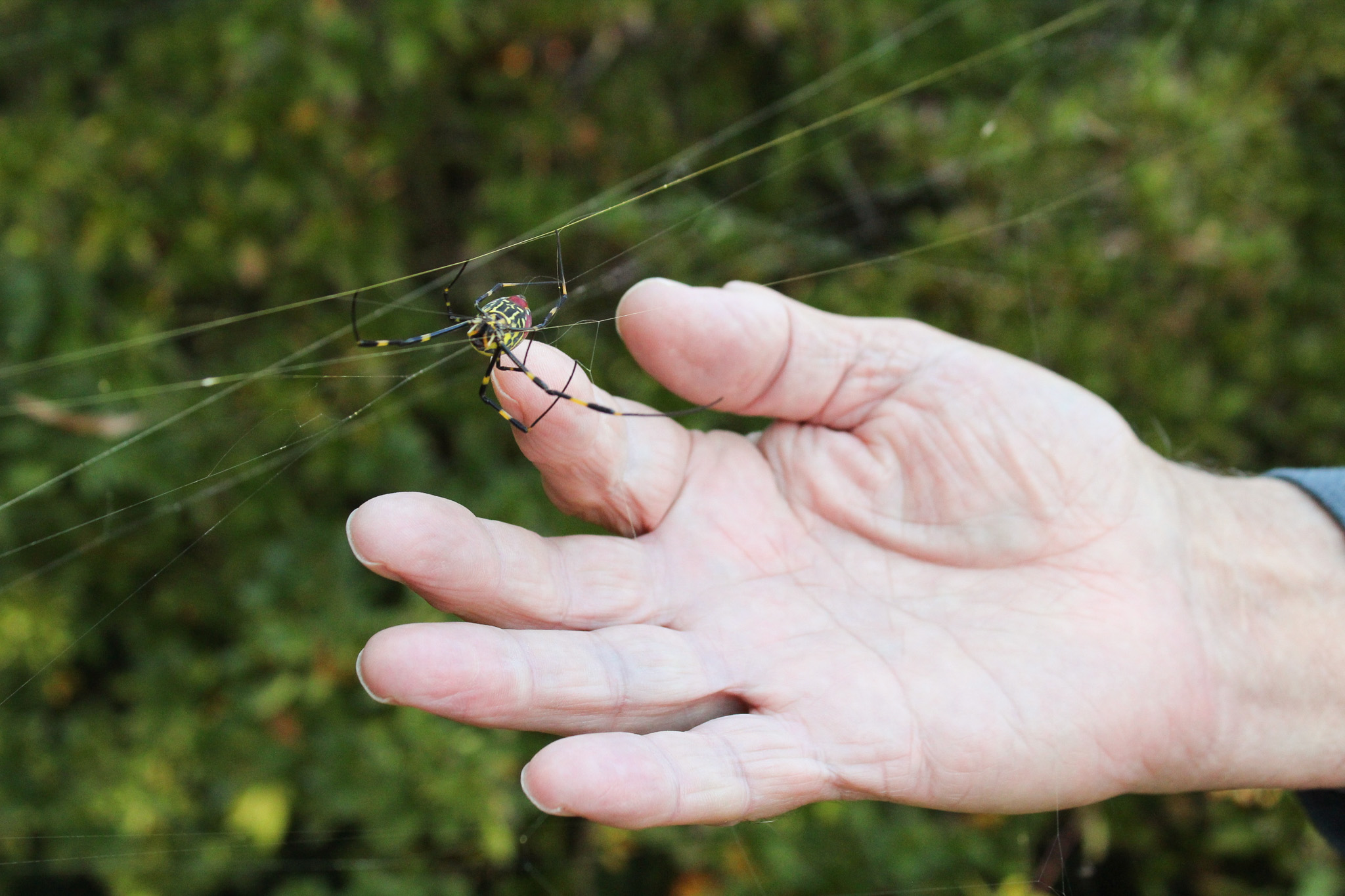 Retired University of Georgia entomology professor and former extension specialist Dr. William Hudson reaches for a female Joro spider on Nov. 4, 2025, in Winterville, Ga. Known for their docile nature, Joro spiders have never been recorded harming humans. (Gabrielle Gruszynski/The Oglethorpe Echo)