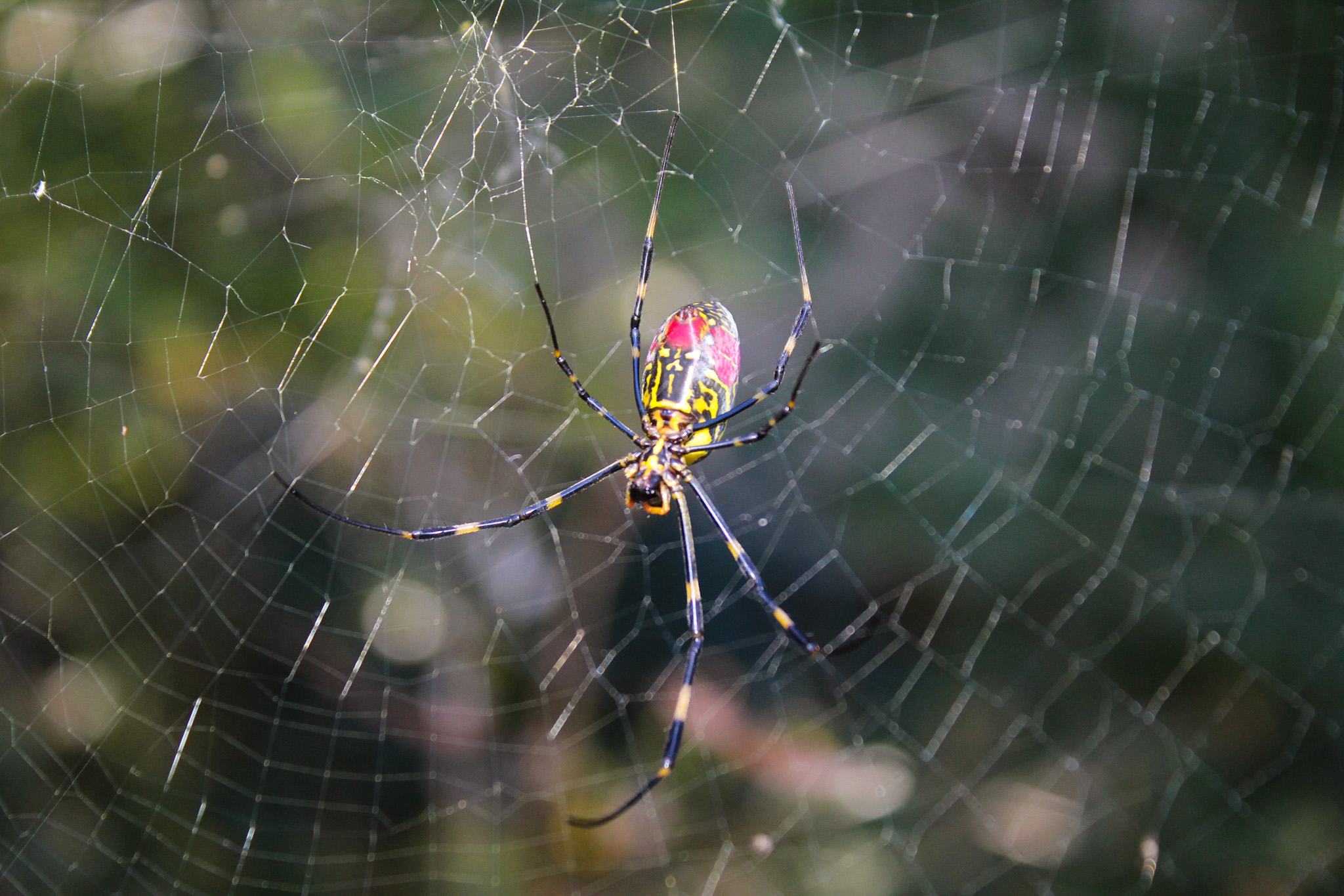 A female Joro spider rests on her web on Nov. 4, 2025, in Winterville, Ga. Like other orb weaver spiders, Joros build large circular webs mostly at night to catch prey. (Gabrielle Gruszynski/The Oglethorpe Echo)