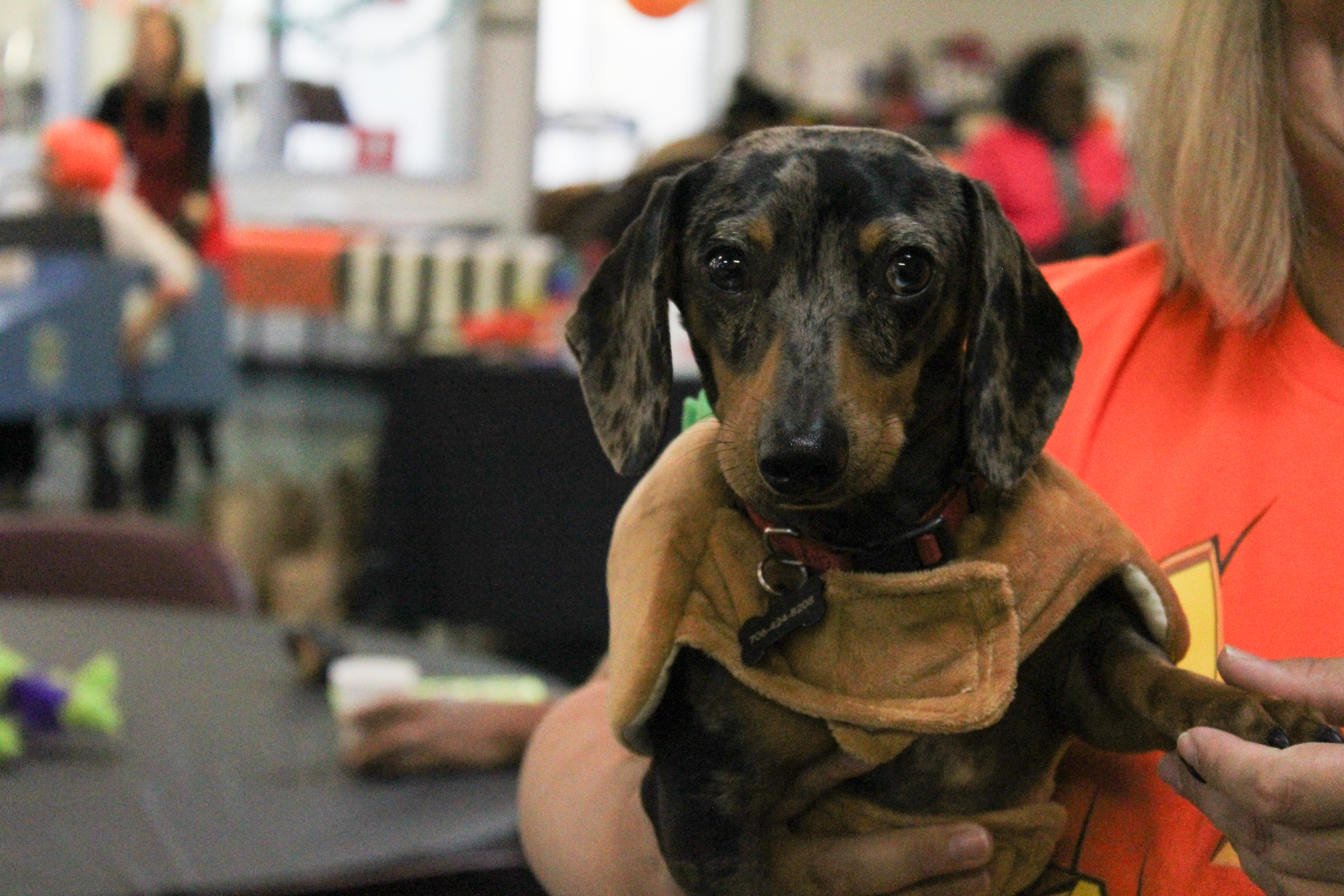 The Oglethorpe County Senior Center's office dog Stetson receives cuddles from visitors during the center's Halloween costume party last Friday. Stetson belongs to center director Corie Robinson and has been coming to work with her everyday since he was eight weeks old. (Hannah Freeman/The Oglethorpe Echo)
