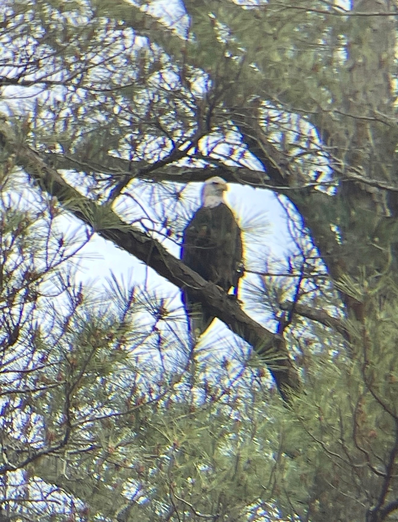 A bald eagle perches on a tree about four years ago near the home of Natalie Thier, who lives on Long Branch Lane. There have been many recent sightings of bald eagles across Oglethorpe County. (Submitted Photo)