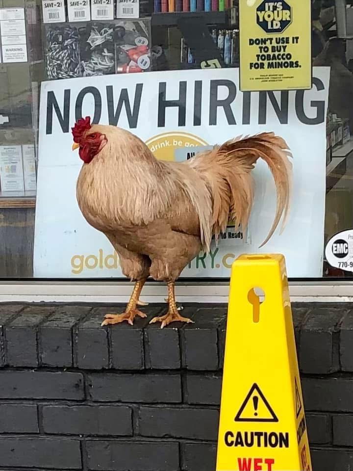 Henry the Rooster was a common sight at the Golden Pantry in Lexington through the winter, even becoming the store’s unofficial mascot. He disappeared sometime last month. (SUBMITTED PHOTO)