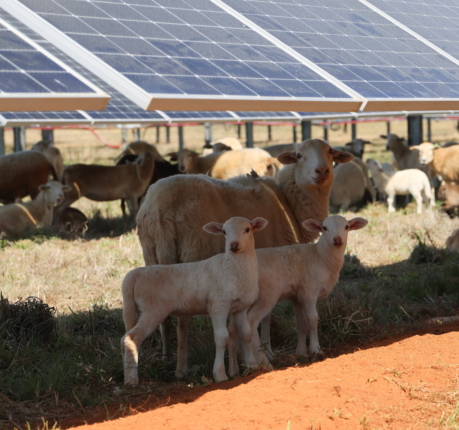 A ewe stands with her two lambs in the shade of solar panels at the Timberland Solar facility in Oglethorpe County. The panels provide shelter while sheep graze as part of the site’s vegetation management program. (The Oglethorpe Echo/Kira Doppel)