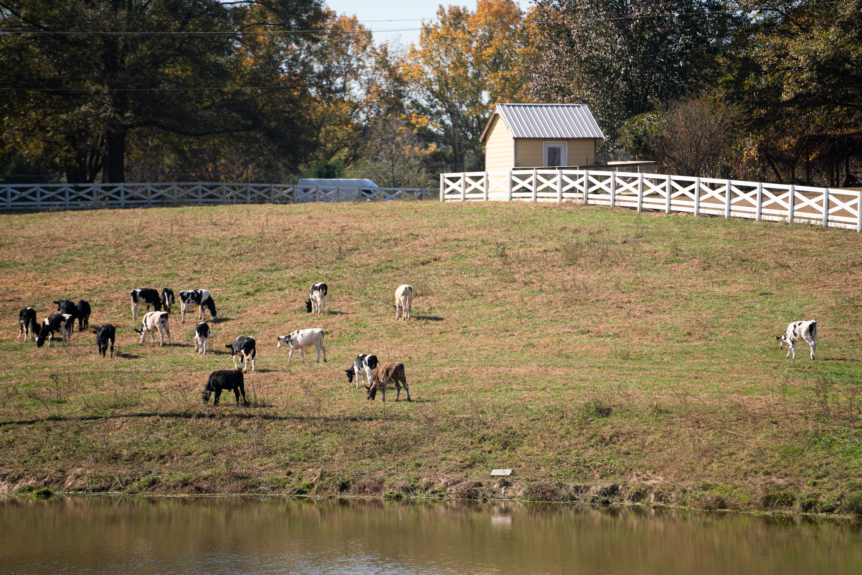 Cows graze the land on Nov. 8, 2023. The Cabaniss Dairy farm exports organic milk from Stephens, Georgia, in Oglethorpe County. (Photo/Sidney Chansamone)