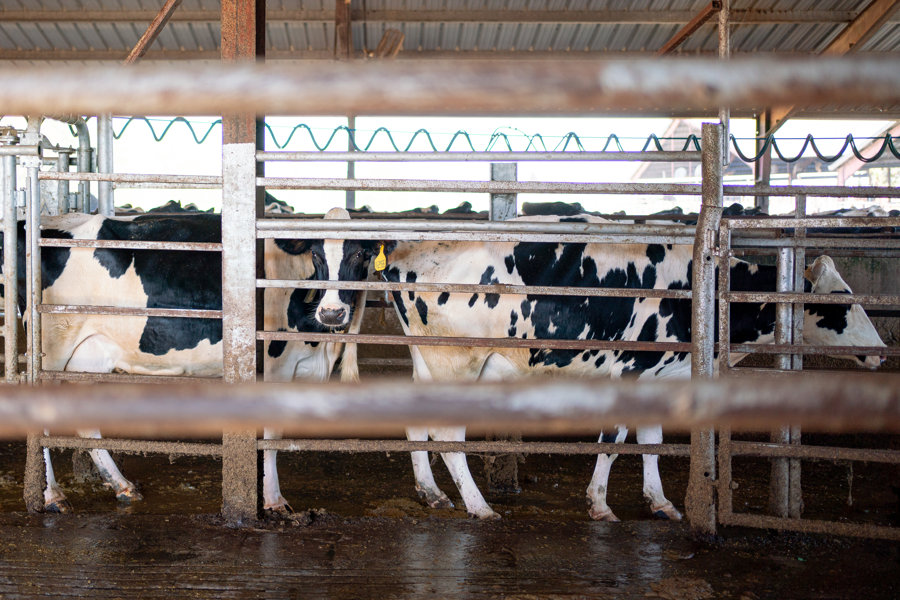 The dairy cows get in line to be milked on Nov. 8, 2023. The Cabaniss Dairy farm exports organic milk from Stephens, Georgia, in Oglethorpe County. (Photo/Sidney Chansamone)