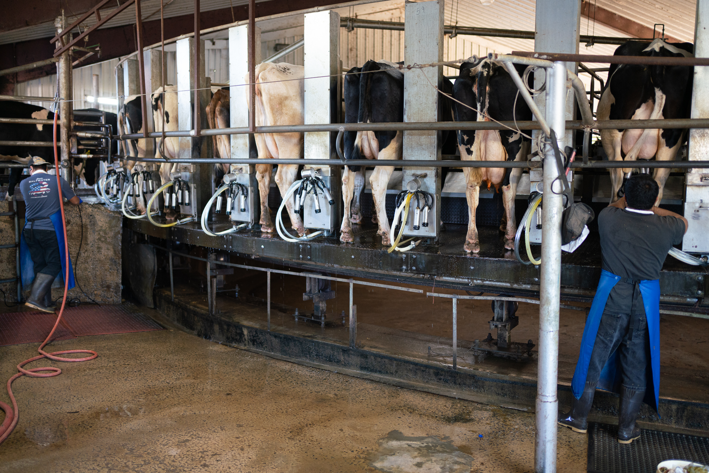 The dairy cows are milked on the rotary milking parlour on Nov. 8, 2023. The Cabaniss Dairy farm exports organic milk from Stephens, Georgia, in Oglethorpe County. (Photo/Sidney Chansamone)
